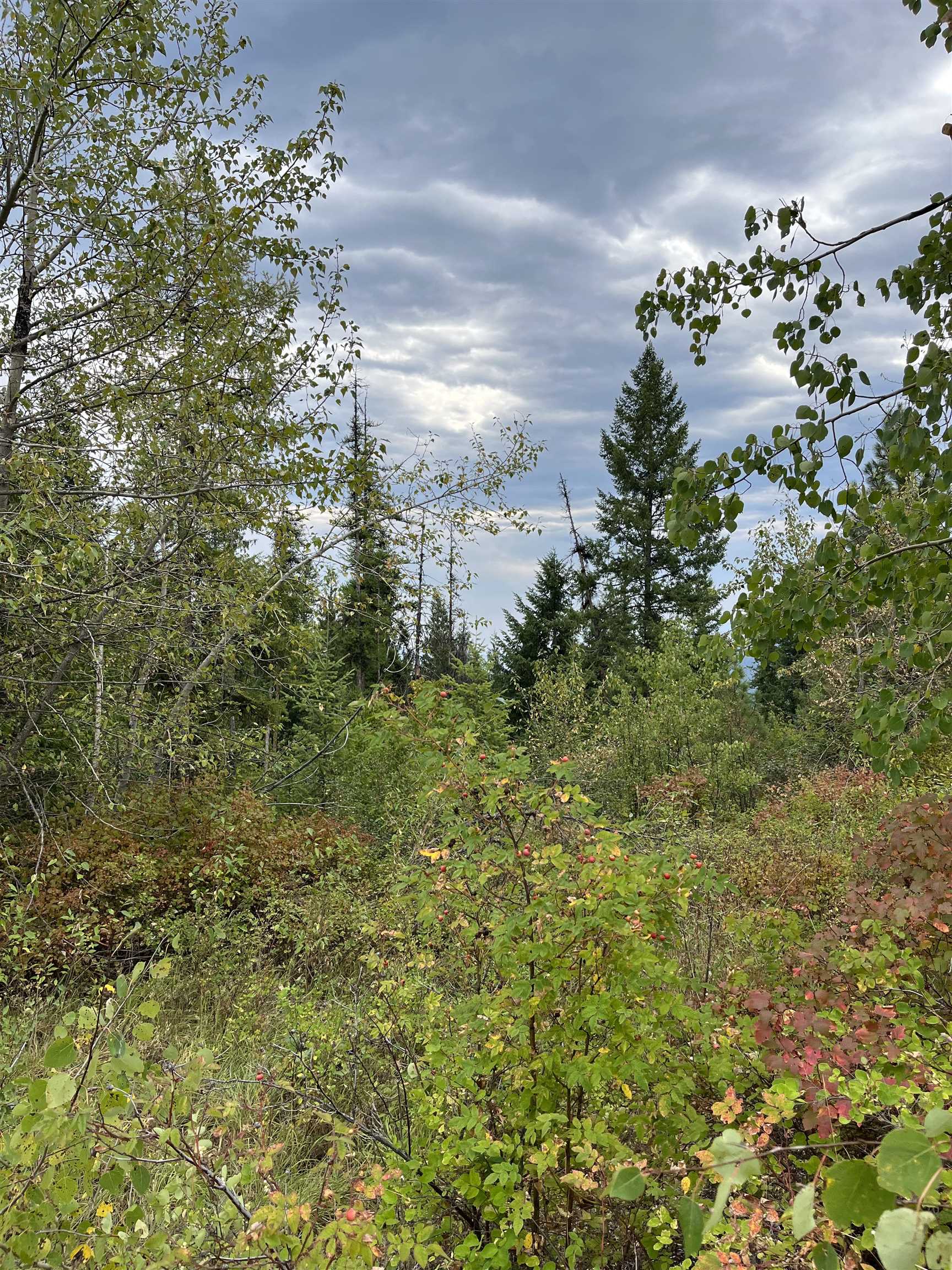34 Peace Ridge Way - Photo 14