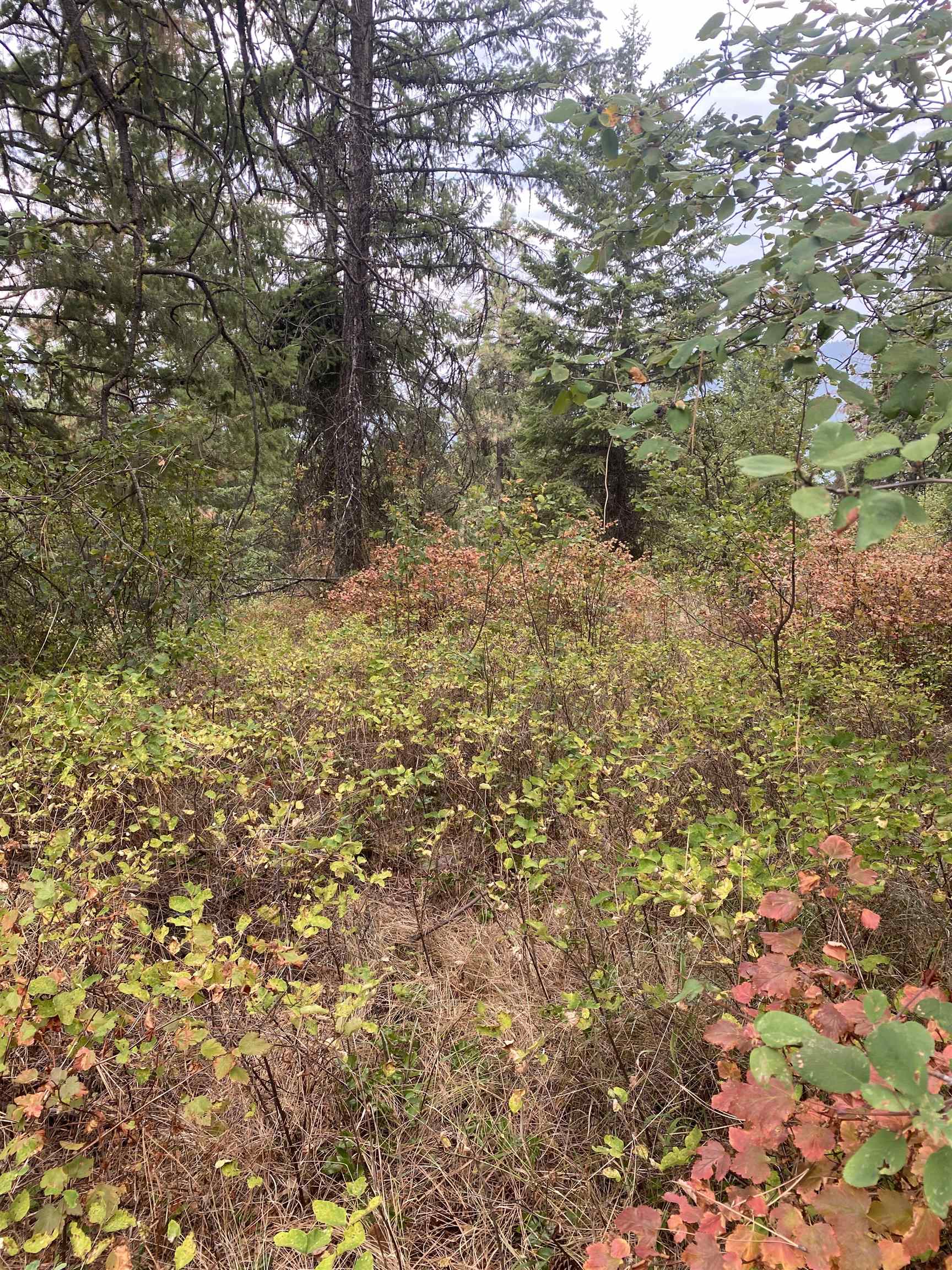 34 Peace Ridge Way - Photo 15