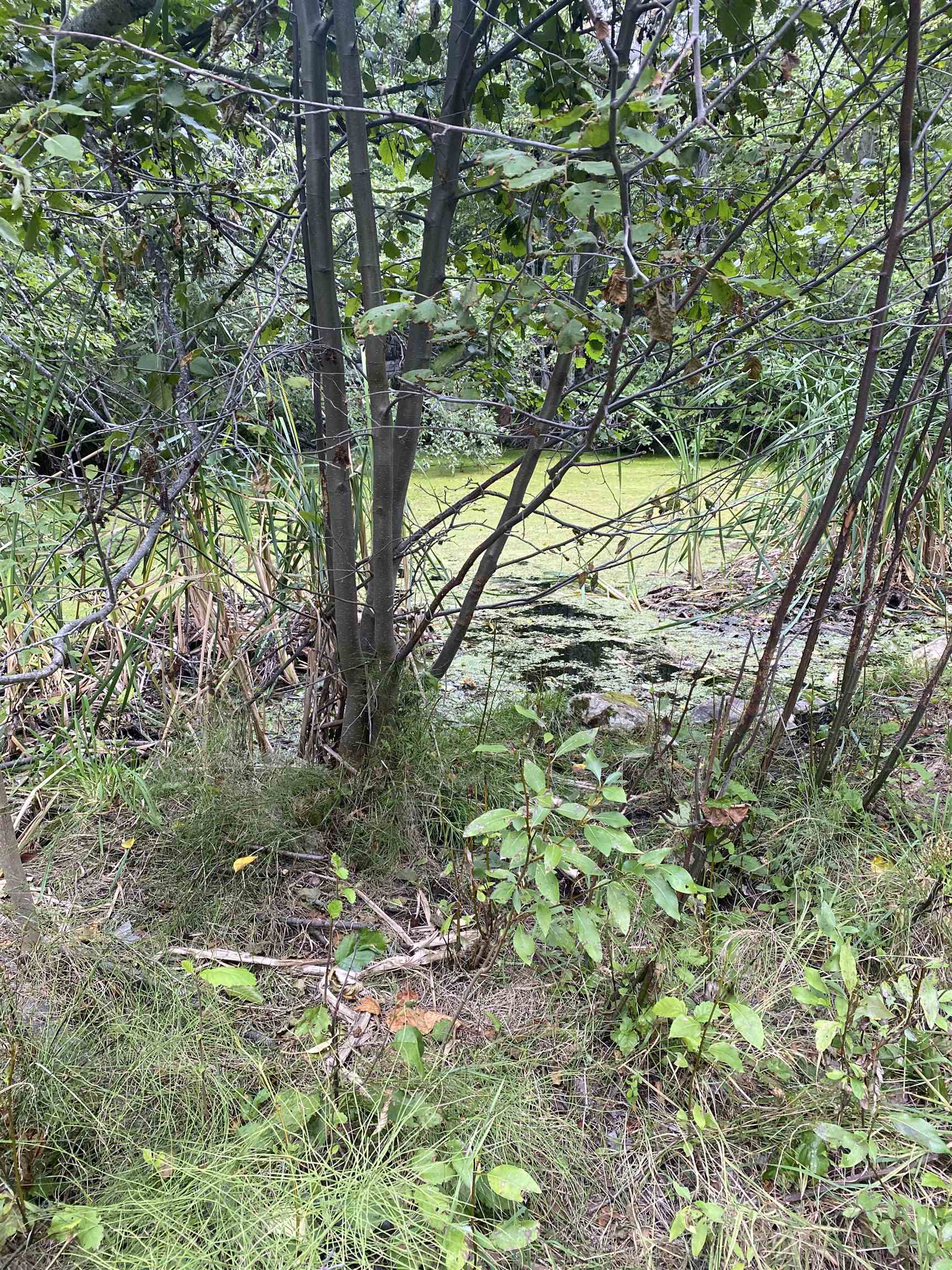 34 Peace Ridge Way - Photo 7