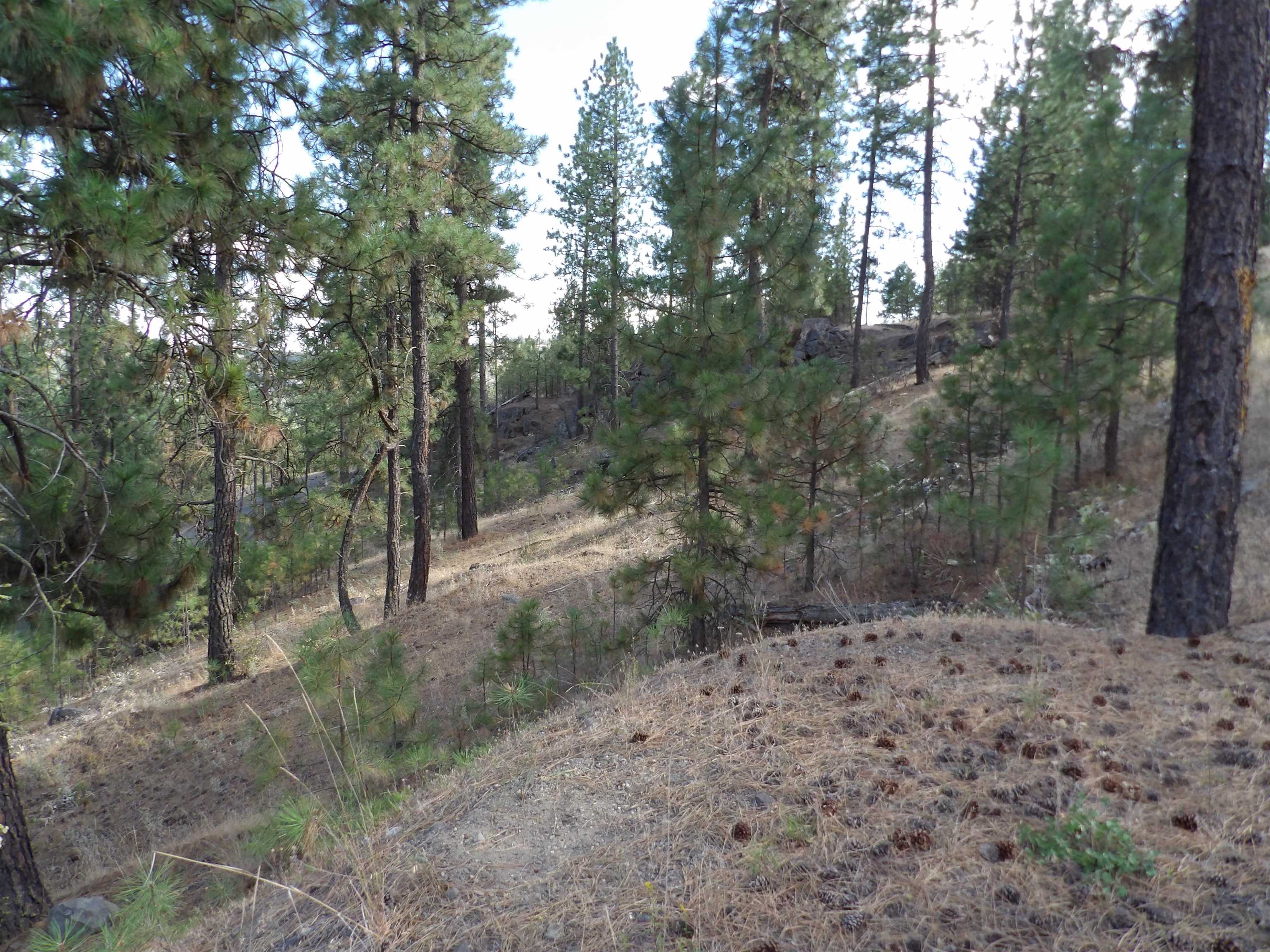 31905 E Ruffed Grouse Dr - Photo 11