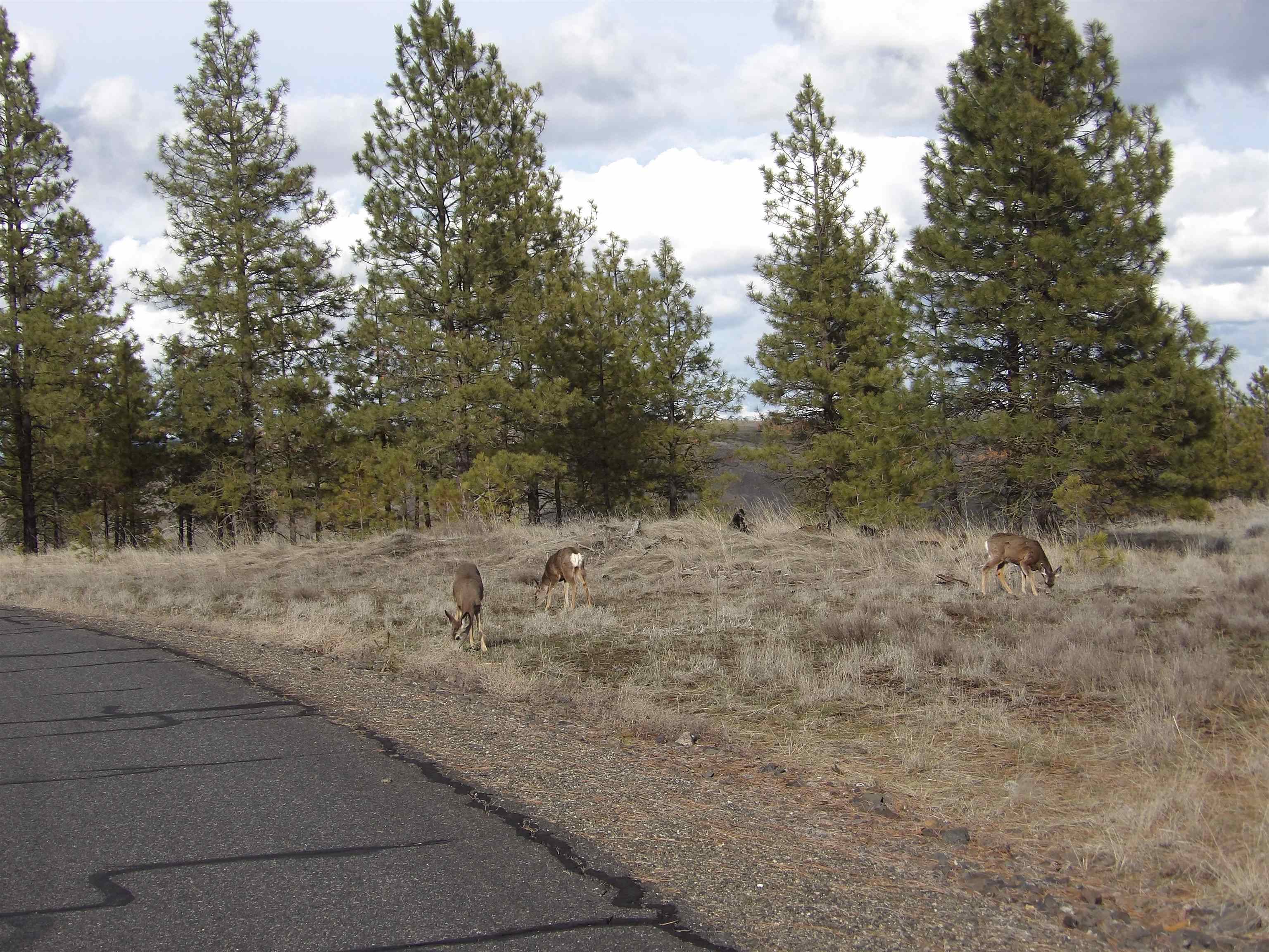 31905 E Ruffed Grouse Dr - Photo 3