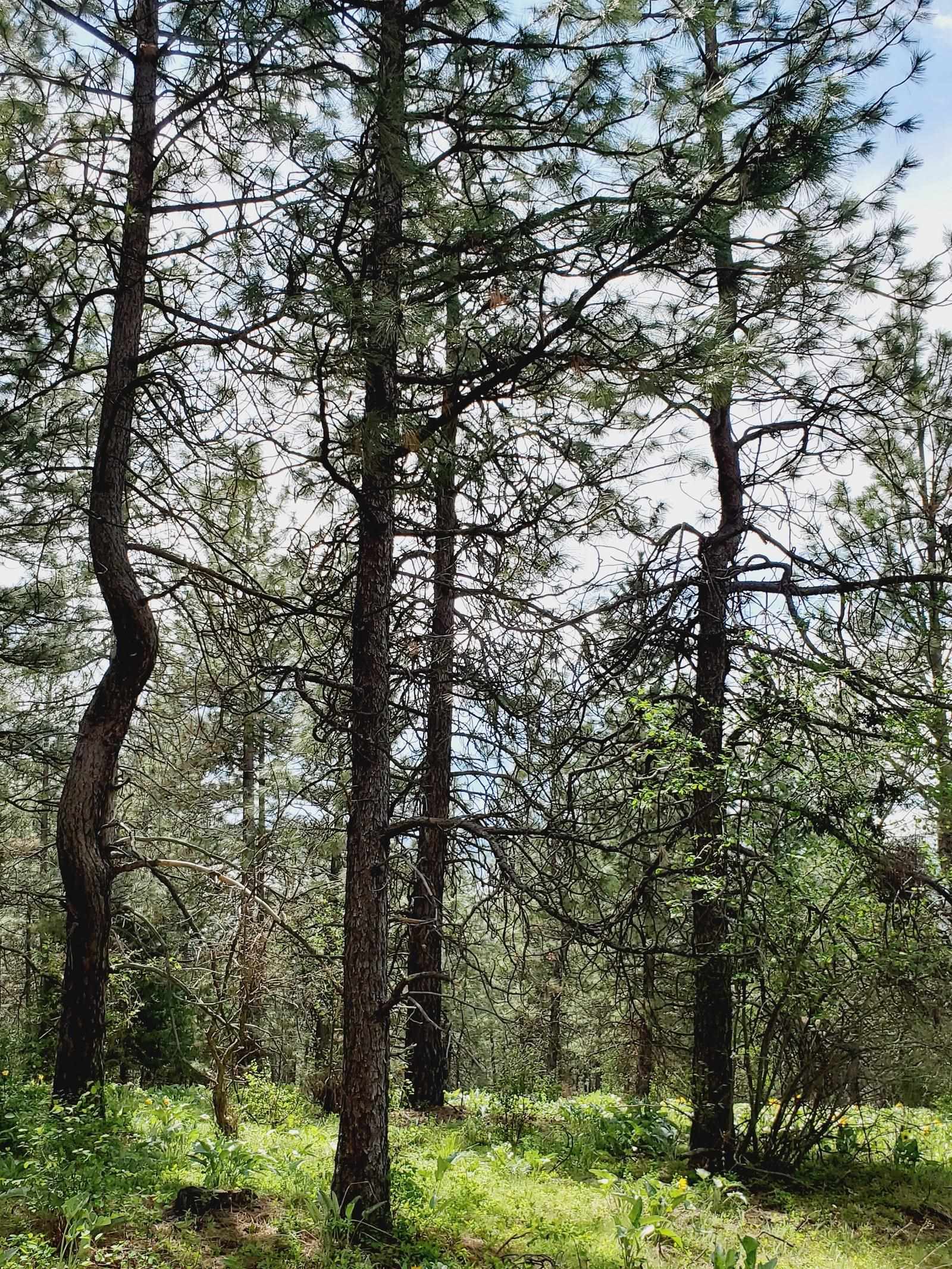 00 E Bigelow Gulch Rd - Photo 16