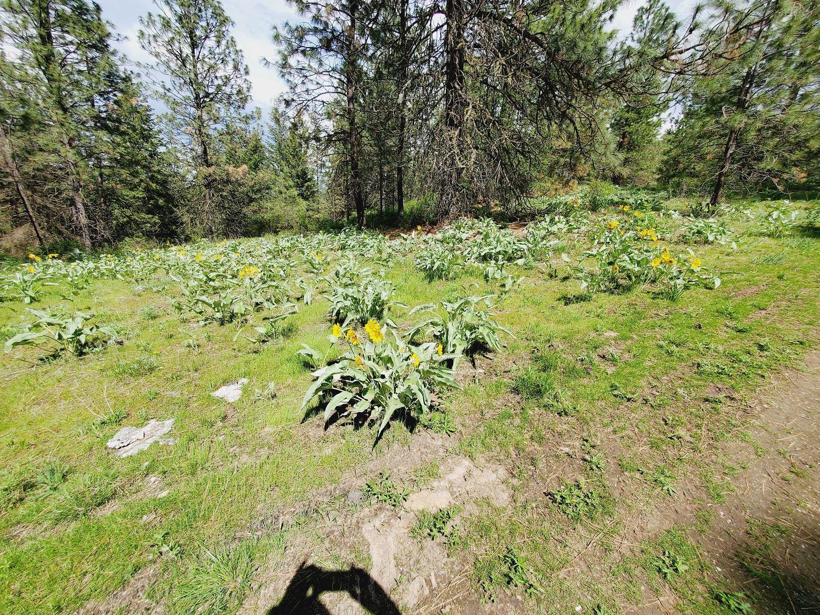 00 E Bigelow Gulch Rd - Photo 8