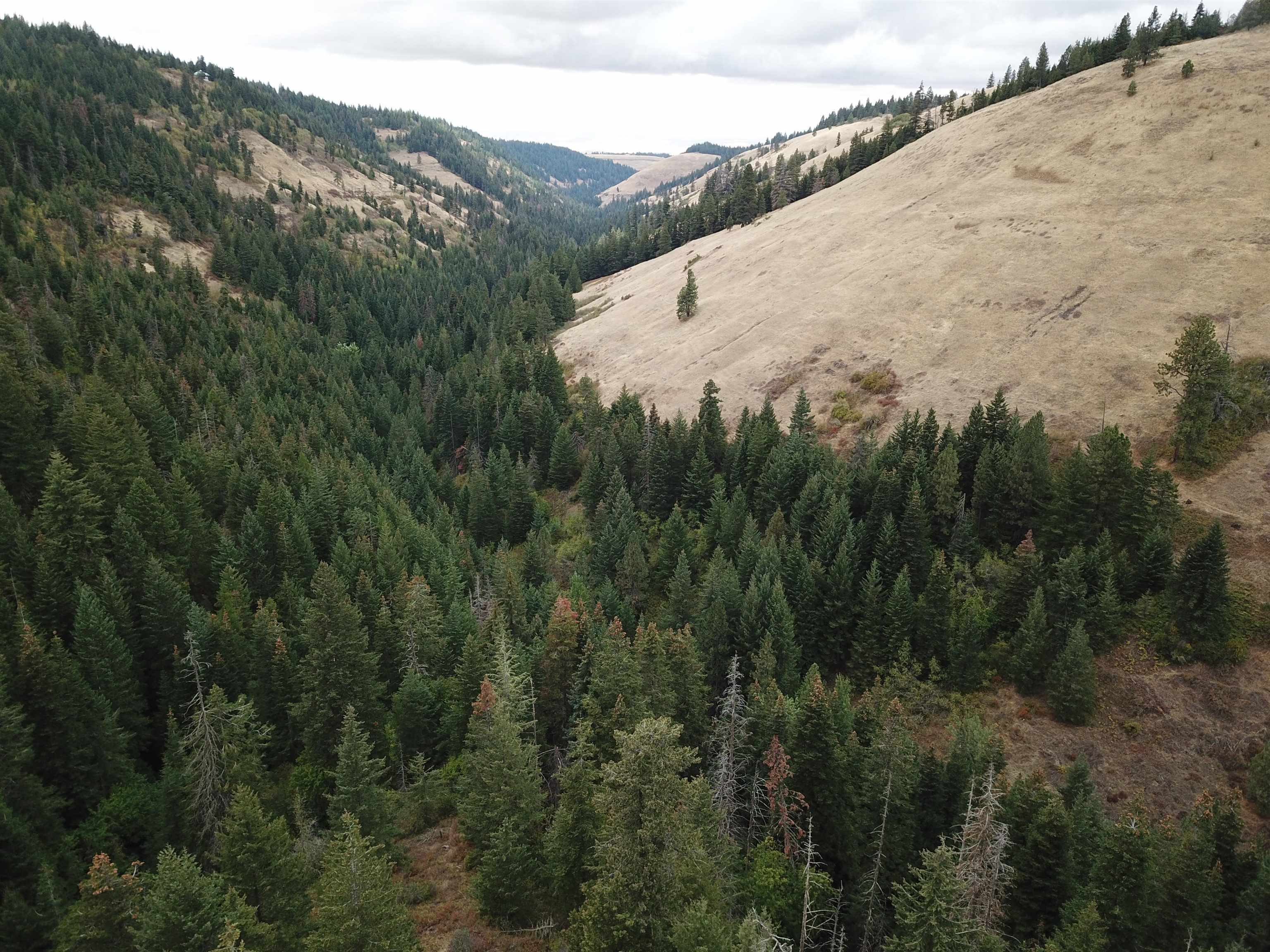 30 Acres on Biscuit Ridge Rdg - Photo 11
