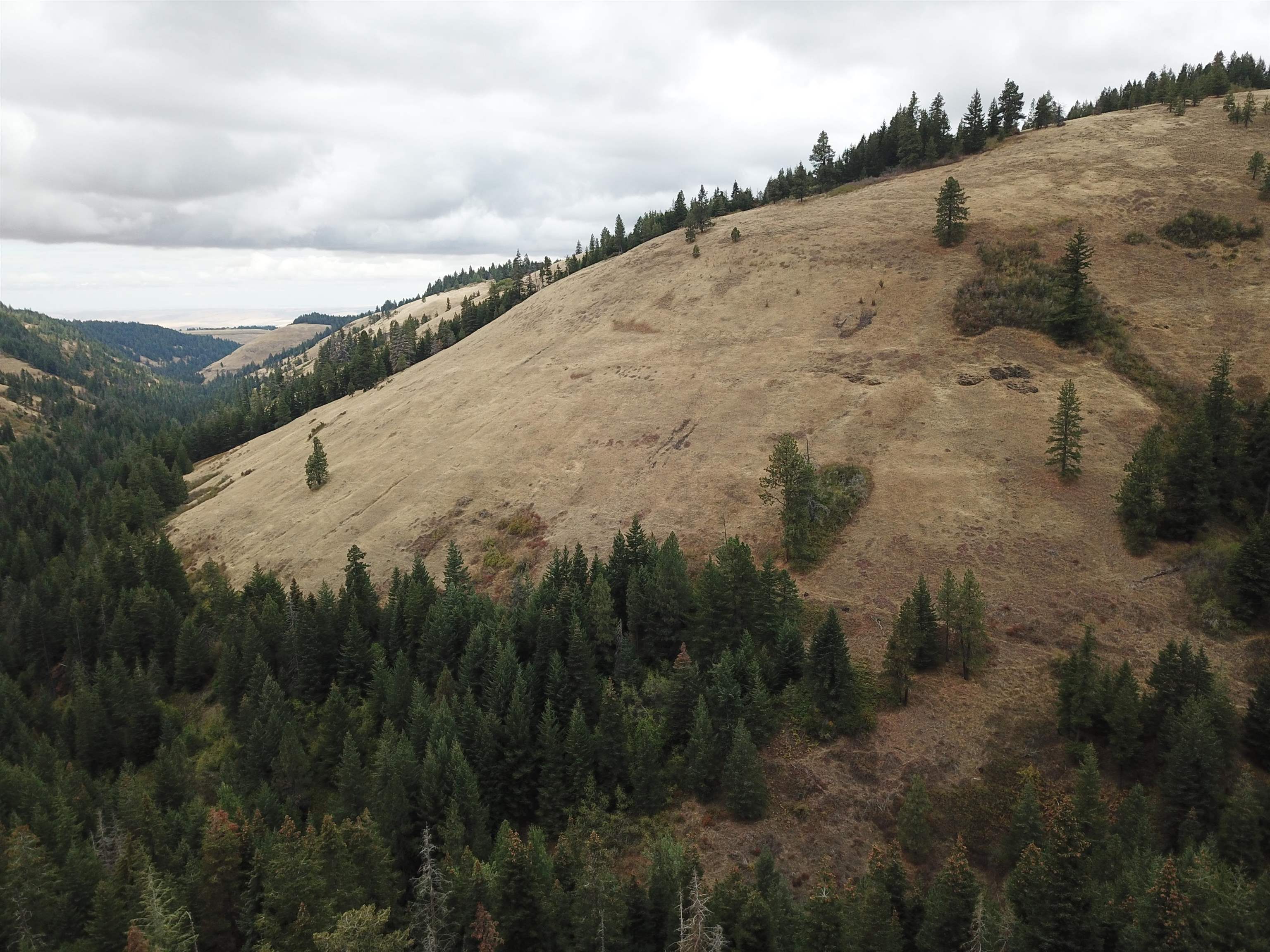 30 Acres on Biscuit Ridge Rdg - Photo 12