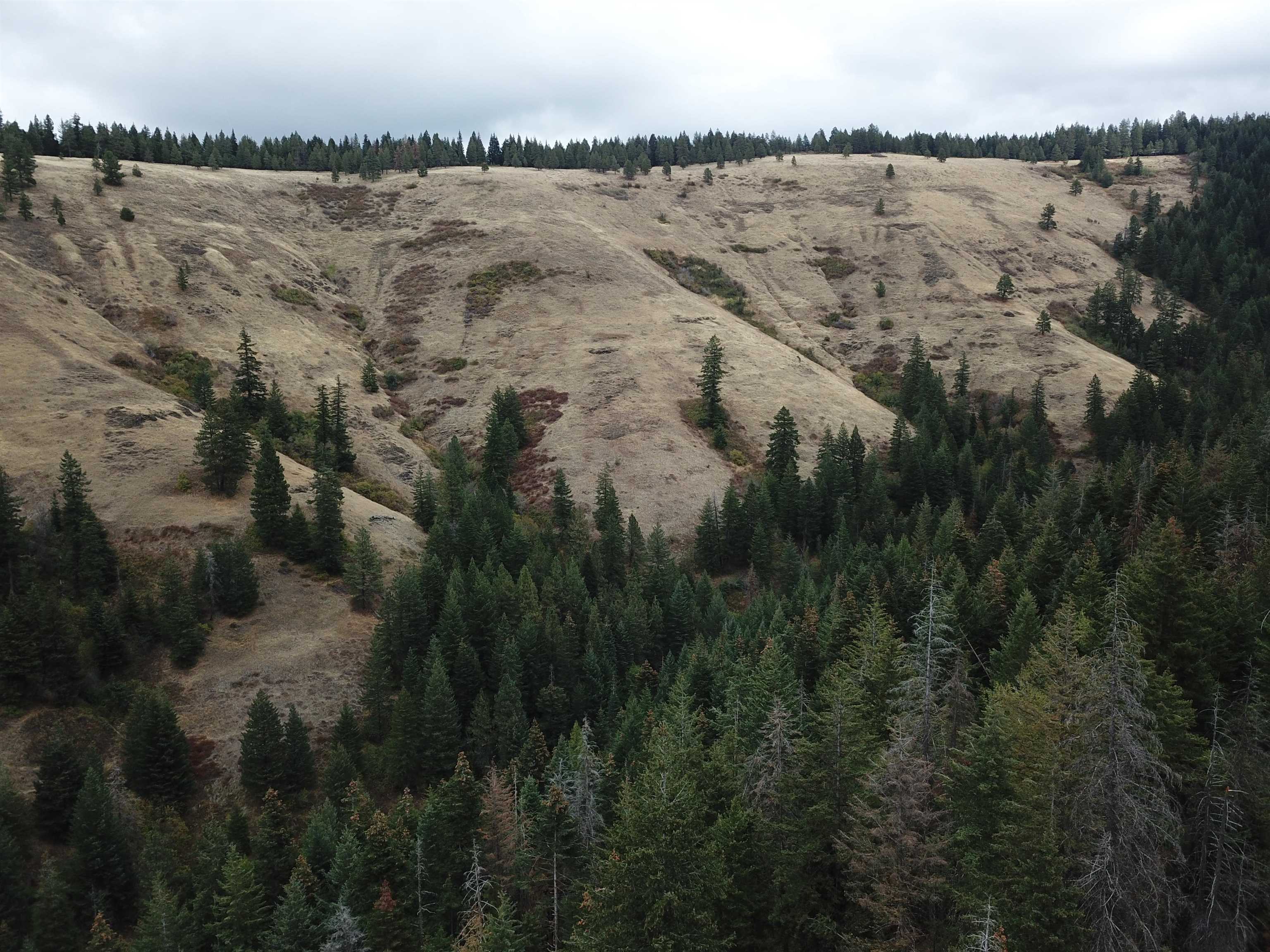 30 Acres on Biscuit Ridge Rdg - Photo 13