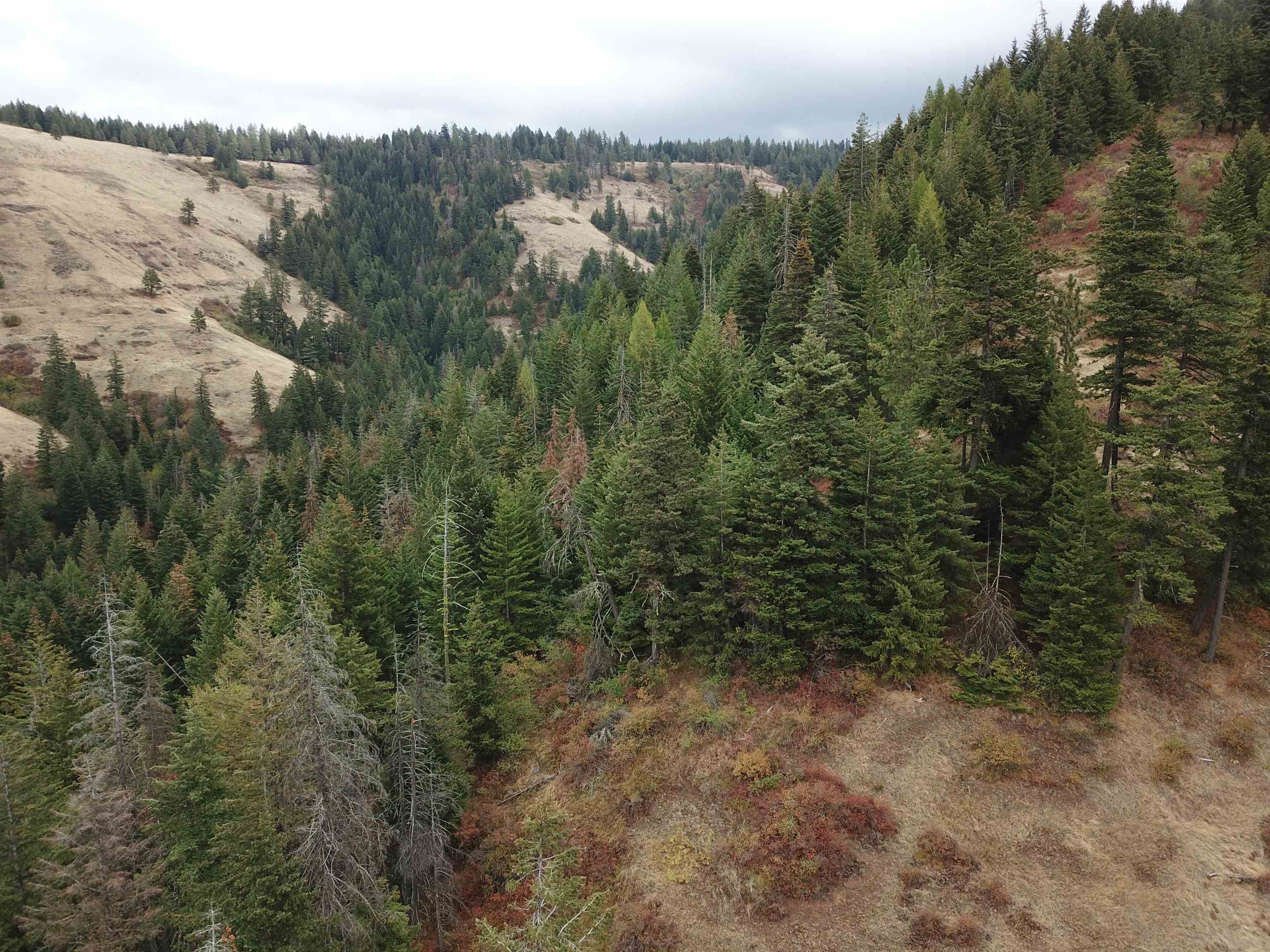 30 Acres on Biscuit Ridge Rdg - Photo 14