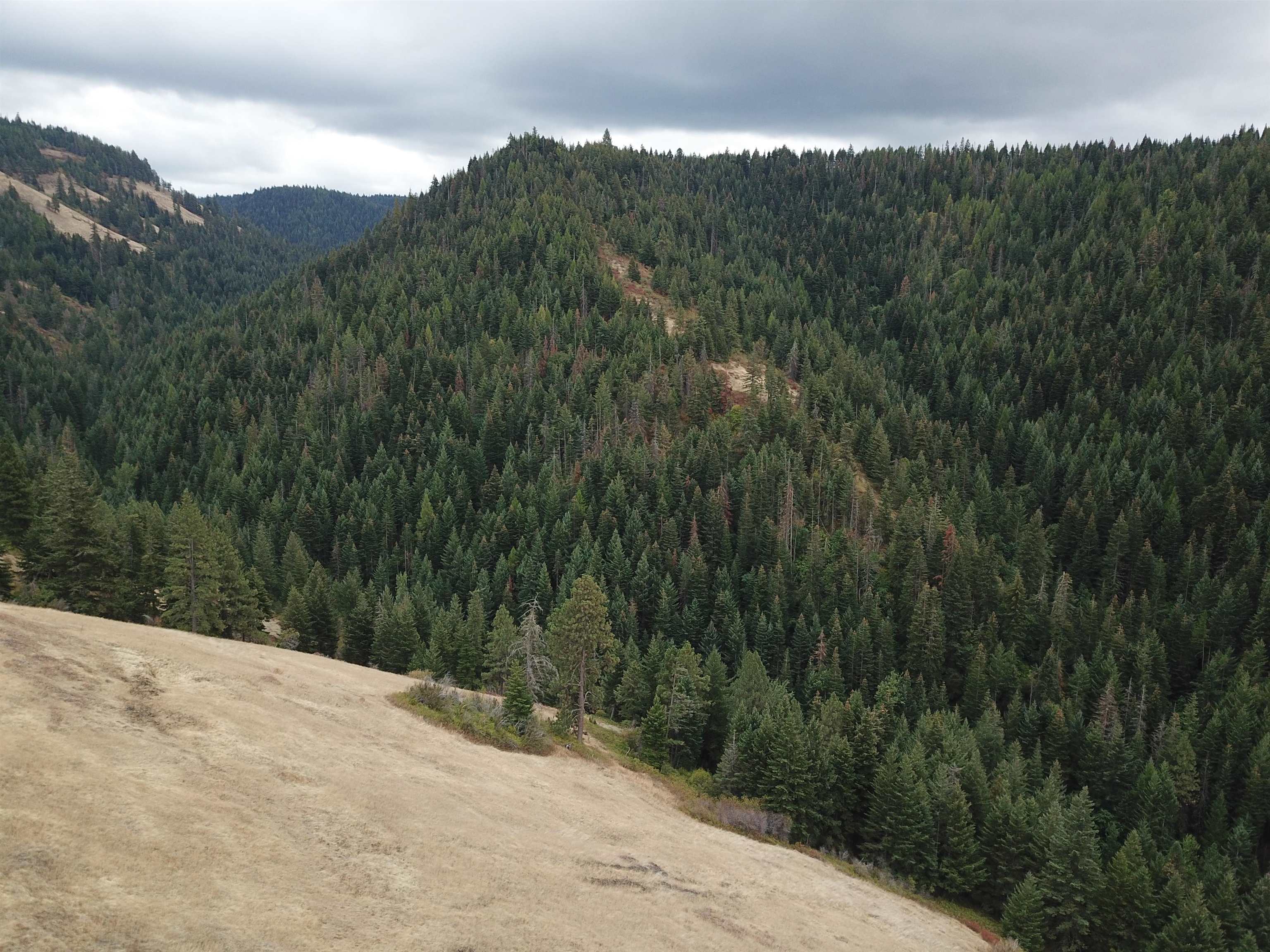 30 Acres on Biscuit Ridge Rdg - Photo 15