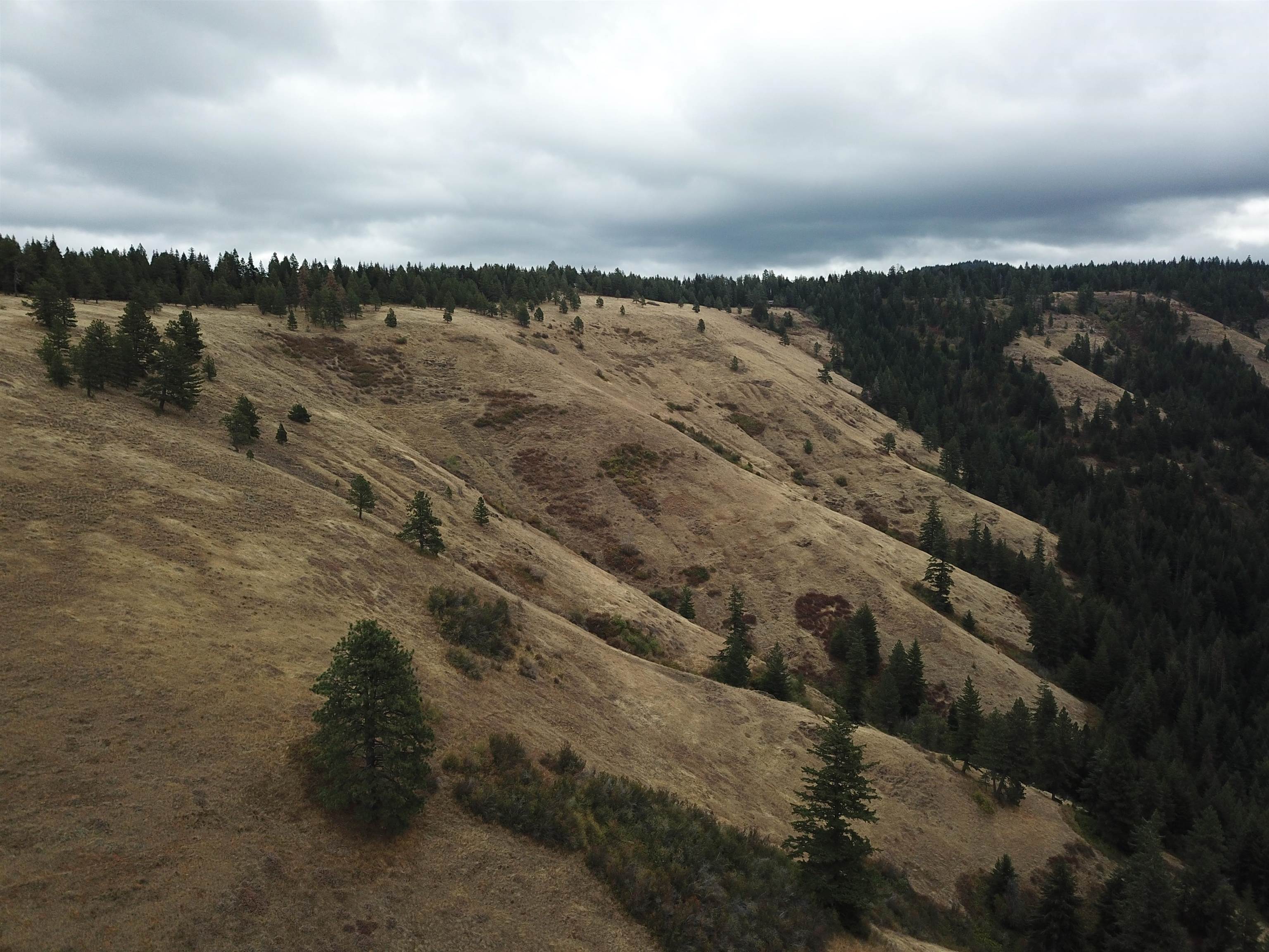 30 Acres on Biscuit Ridge Rdg - Photo 17