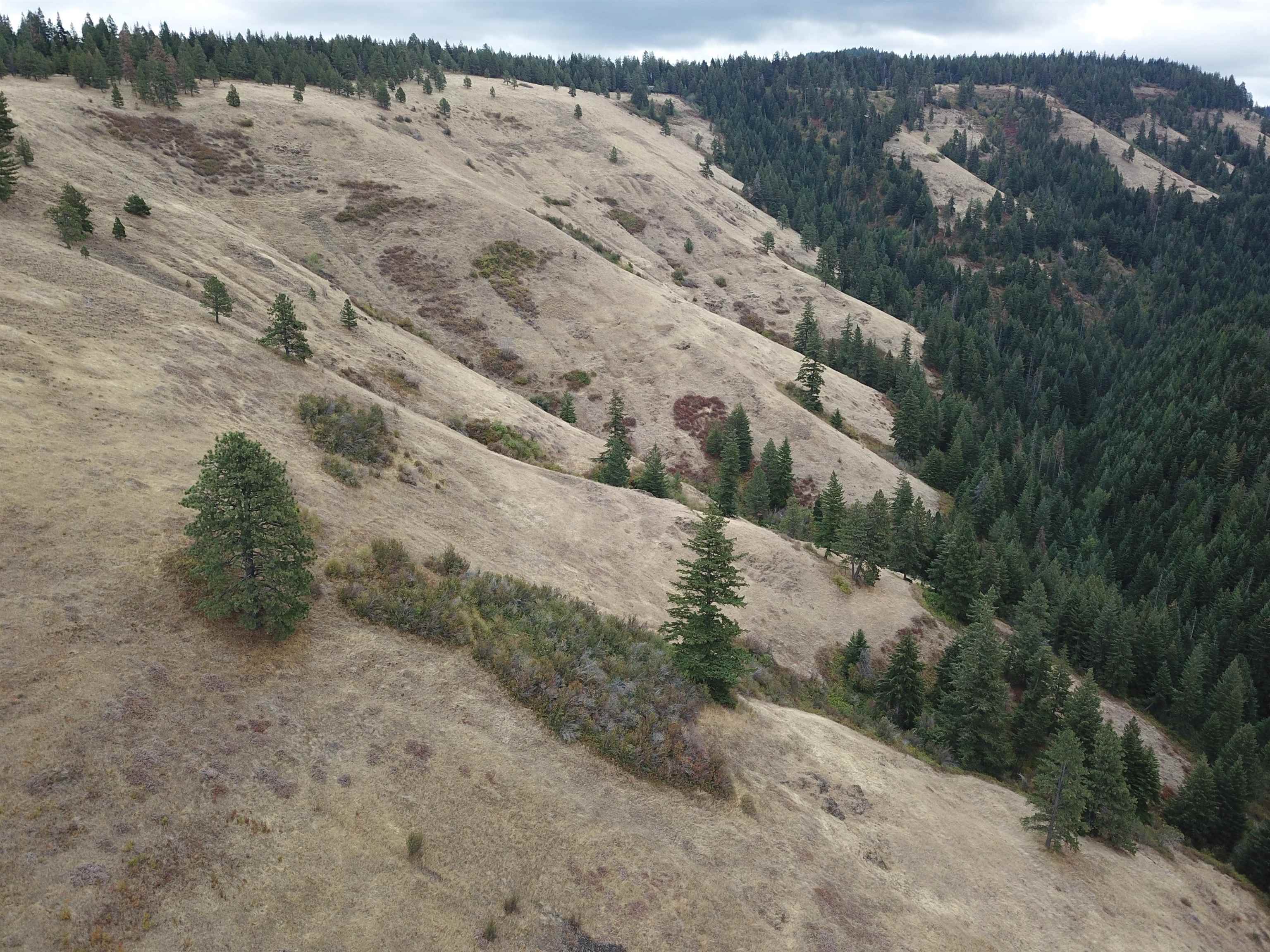 30 Acres on Biscuit Ridge Rdg - Photo 18