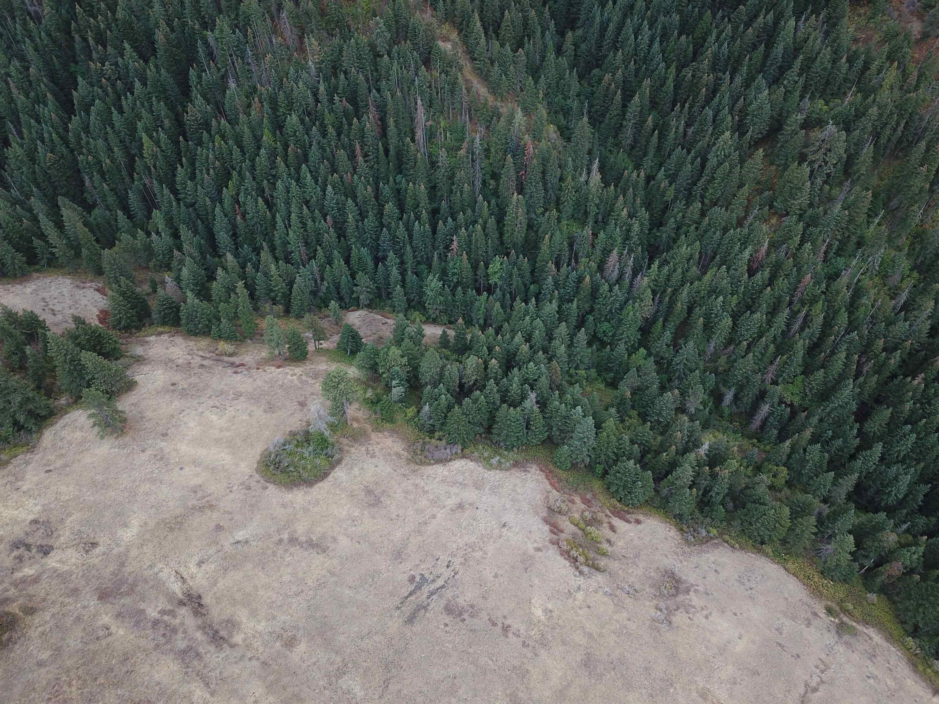 30 Acres on Biscuit Ridge Rdg - Photo 20