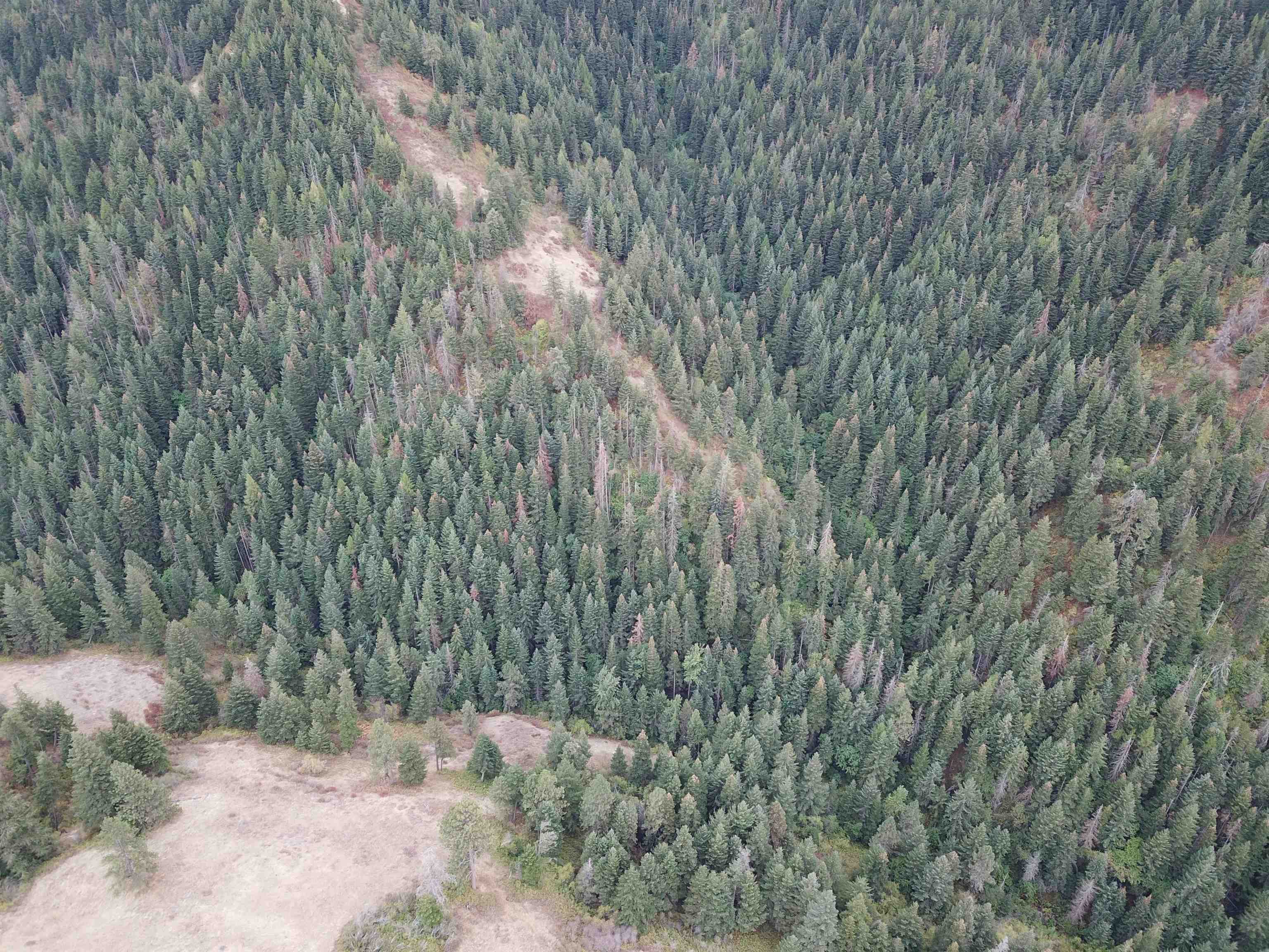 30 Acres on Biscuit Ridge Rdg - Photo 21