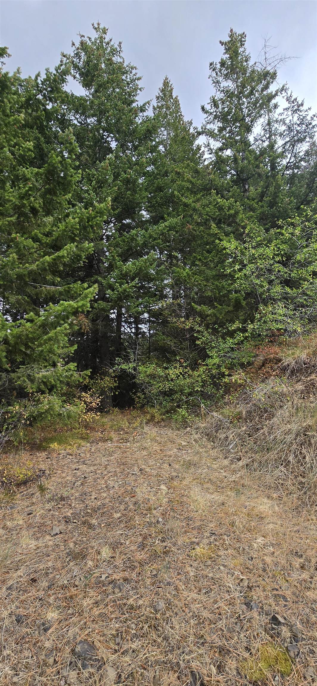 30 Acres on Biscuit Ridge Rdg - Photo 6