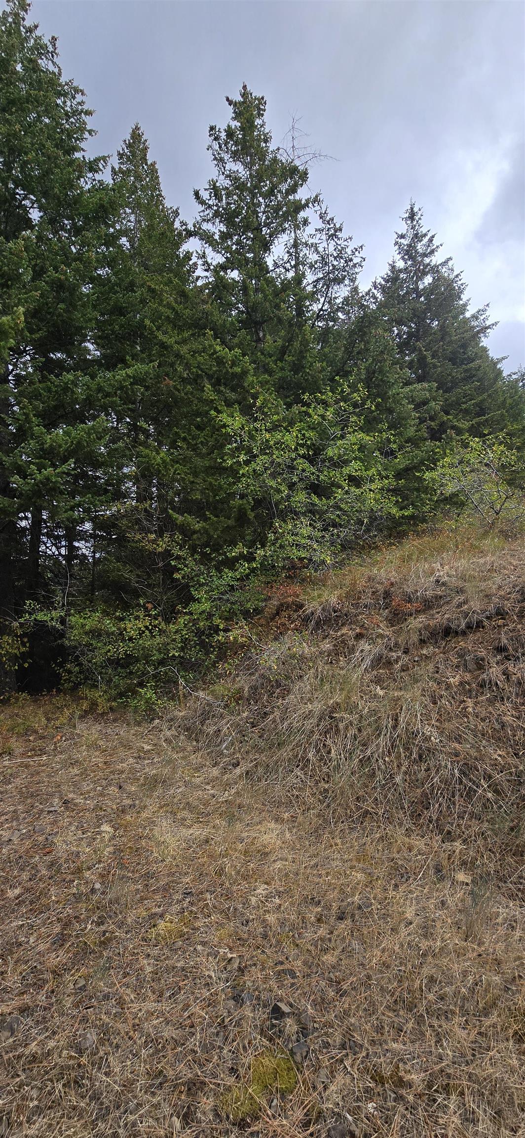 30 Acres on Biscuit Ridge Rdg - Photo 7