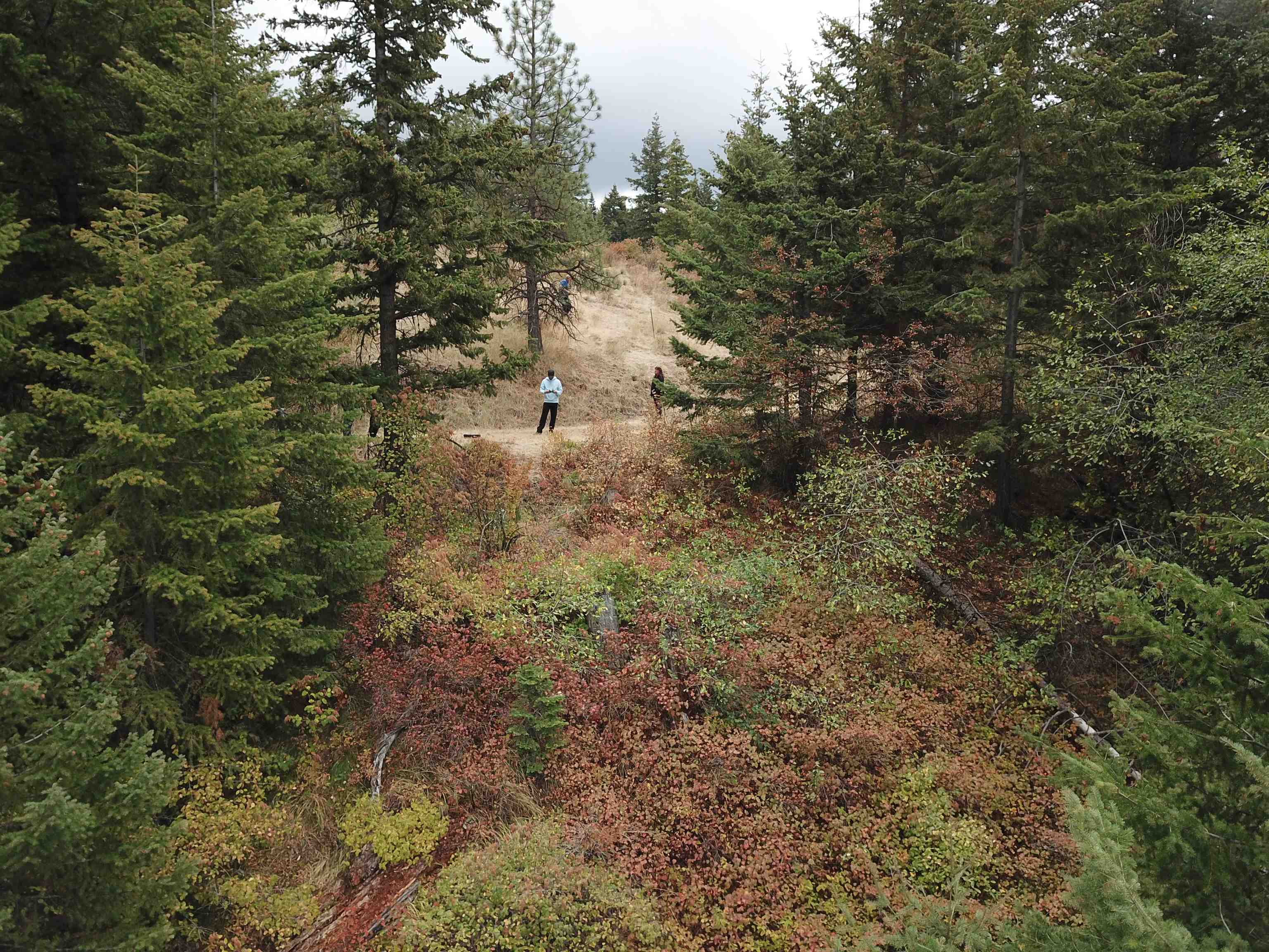 30 Acres on Biscuit Ridge Rdg - Photo 8