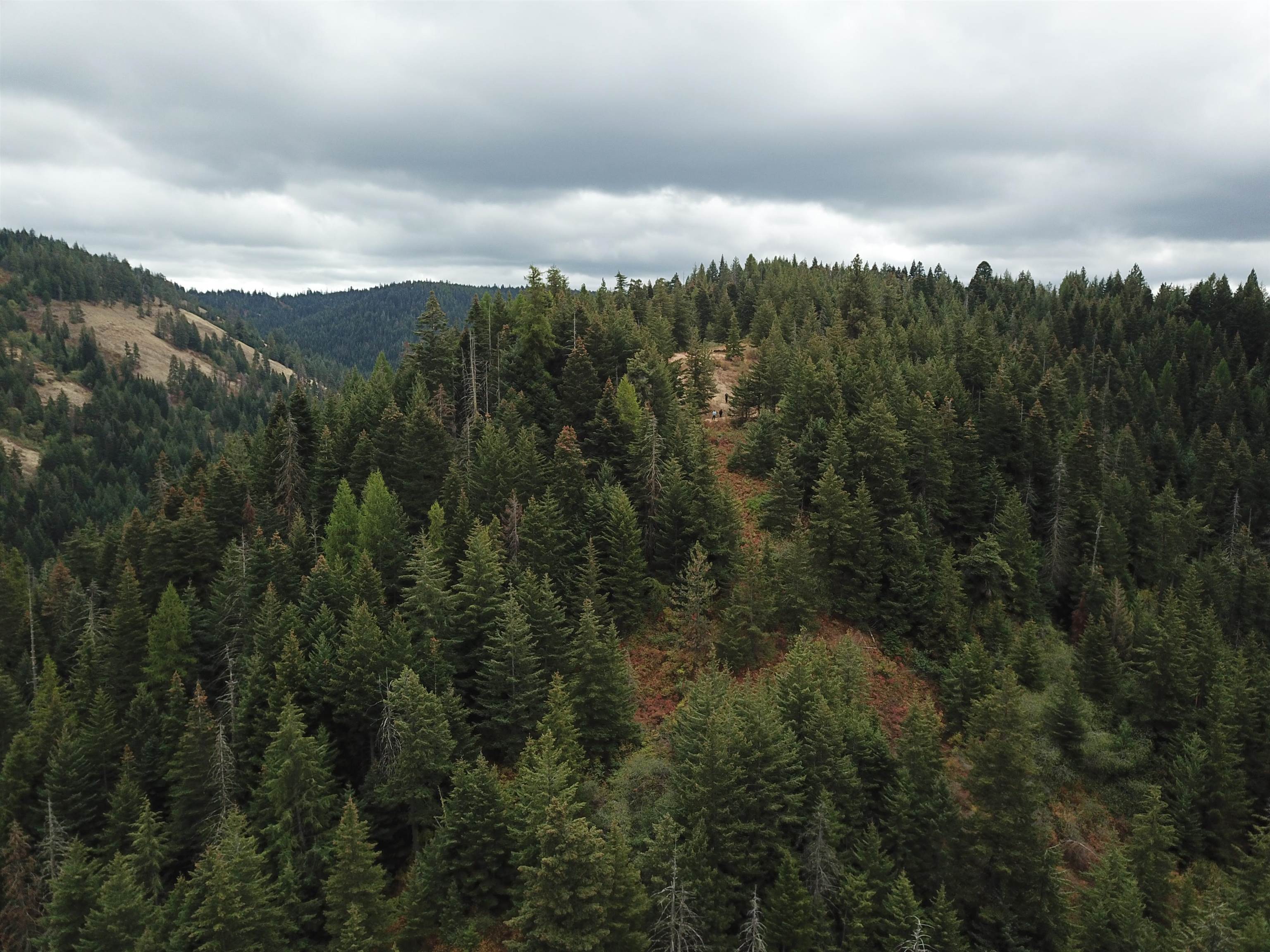 30 Acres on Biscuit Ridge Rdg - Photo 9