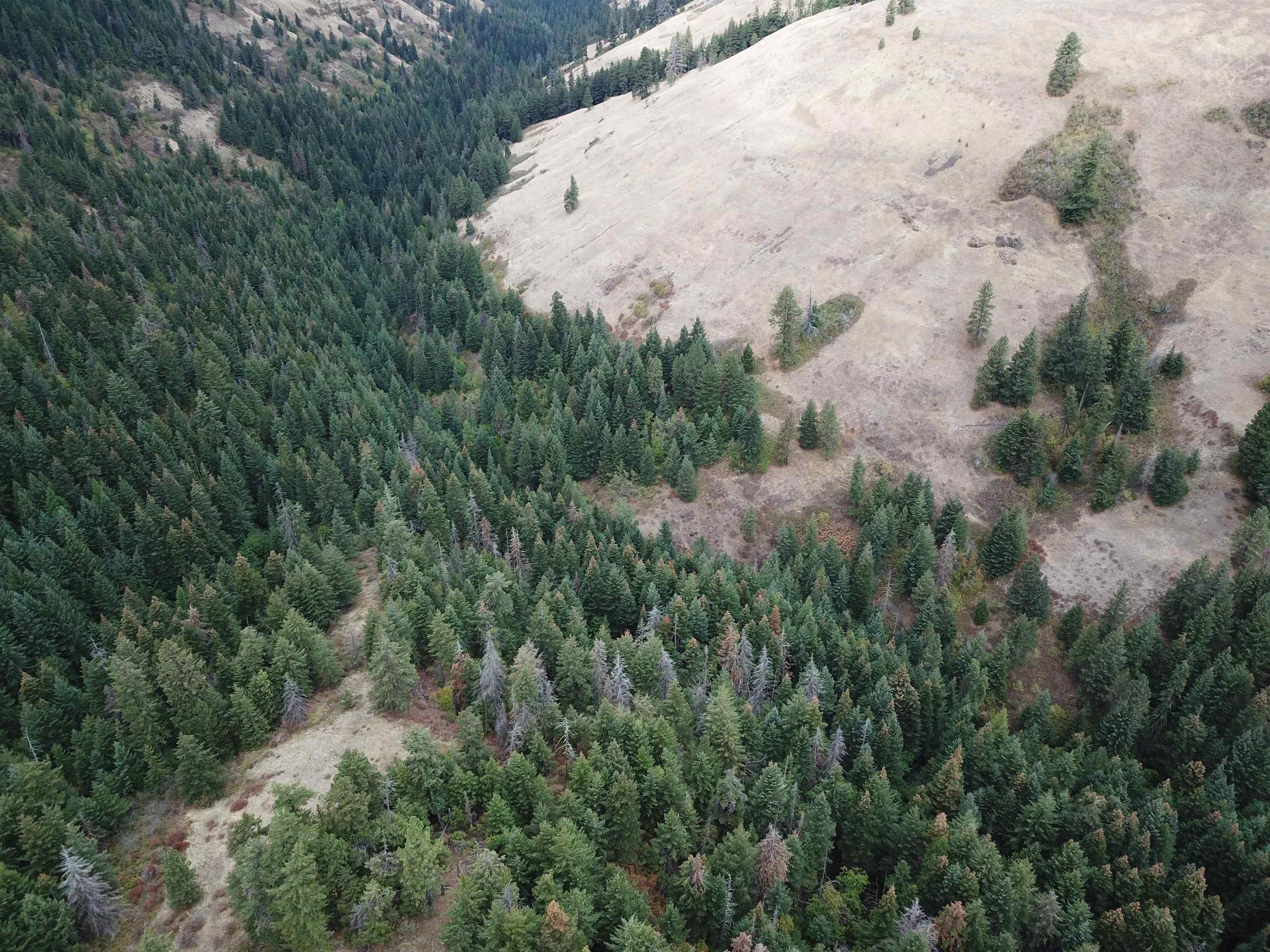 30 Acres on Biscuit Ridge Rdg - Photo 10