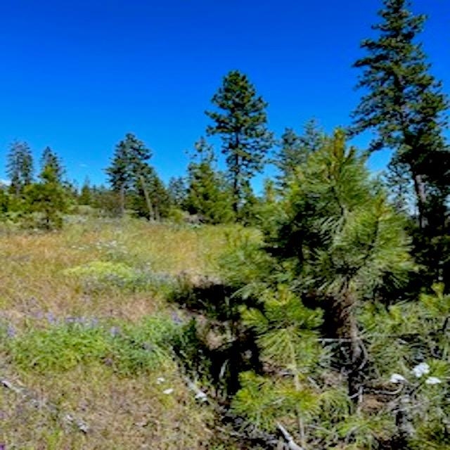 Lot A Kronos Short Plat/Pine Hen Ln - Photo 2