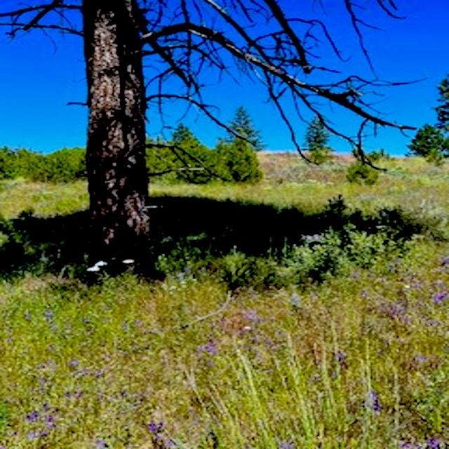 Lot A Kronos Short Plat/Pine Hen Ln - Photo 11
