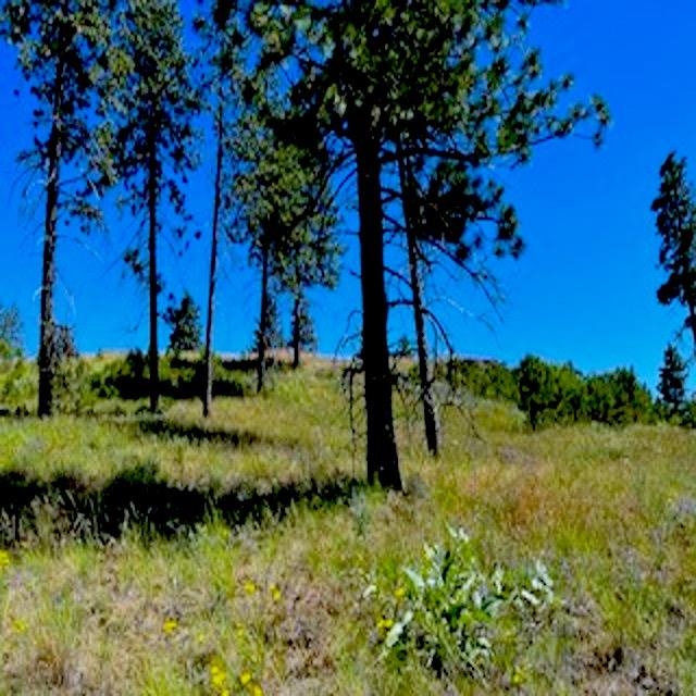 Lot A Kronos Short Plat/Pine Hen Ln - Photo 13