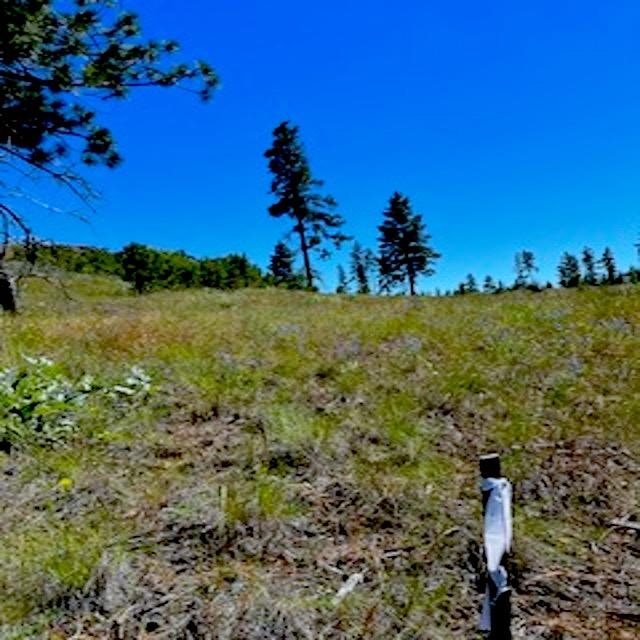 Lot A Kronos Short Plat/Pine Hen Ln - Photo 14