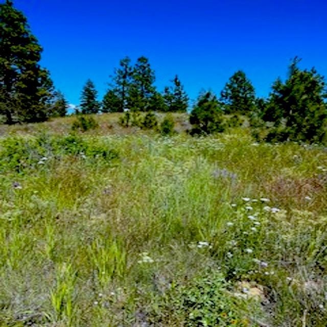 Lot A Kronos Short Plat/Pine Hen Ln - Photo 4