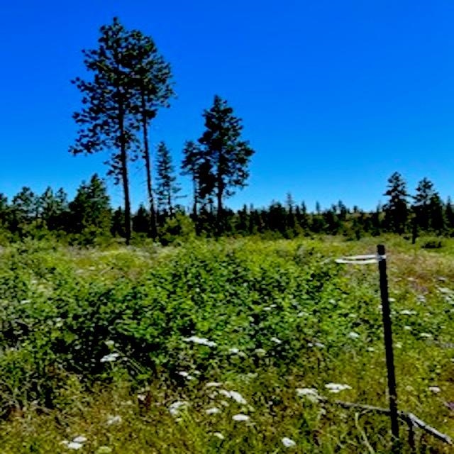 Lot A Kronos Short Plat/Pine Hen Ln - Photo 6