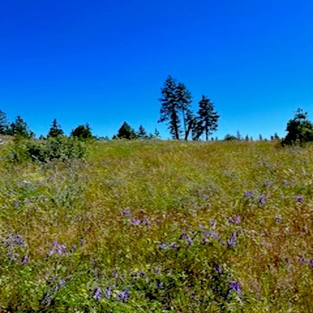 Lot A Kronos Short Plat/Pine Hen Ln - Photo 9
