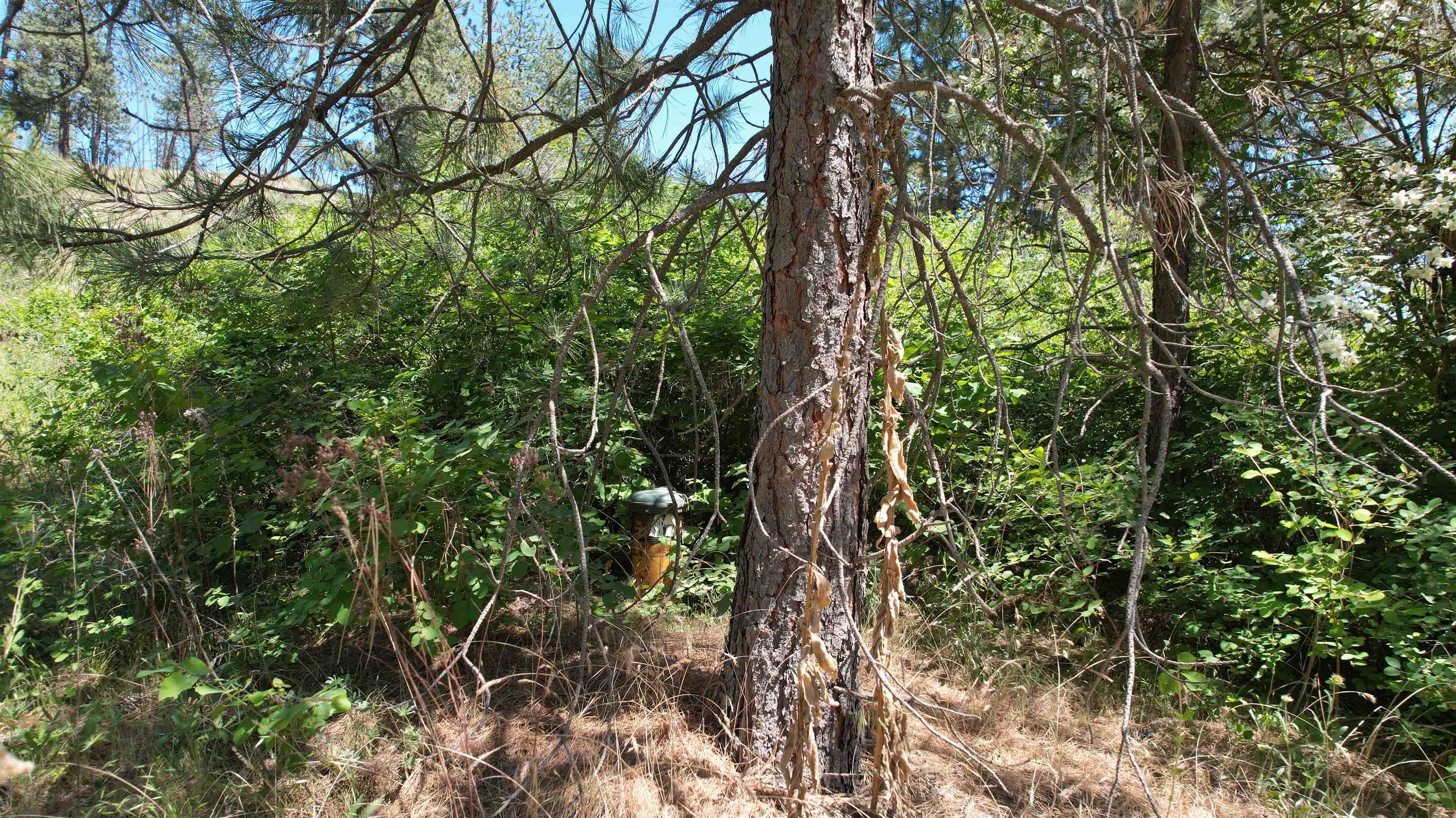 5550 Scotts Valley Rd - Photo 6
