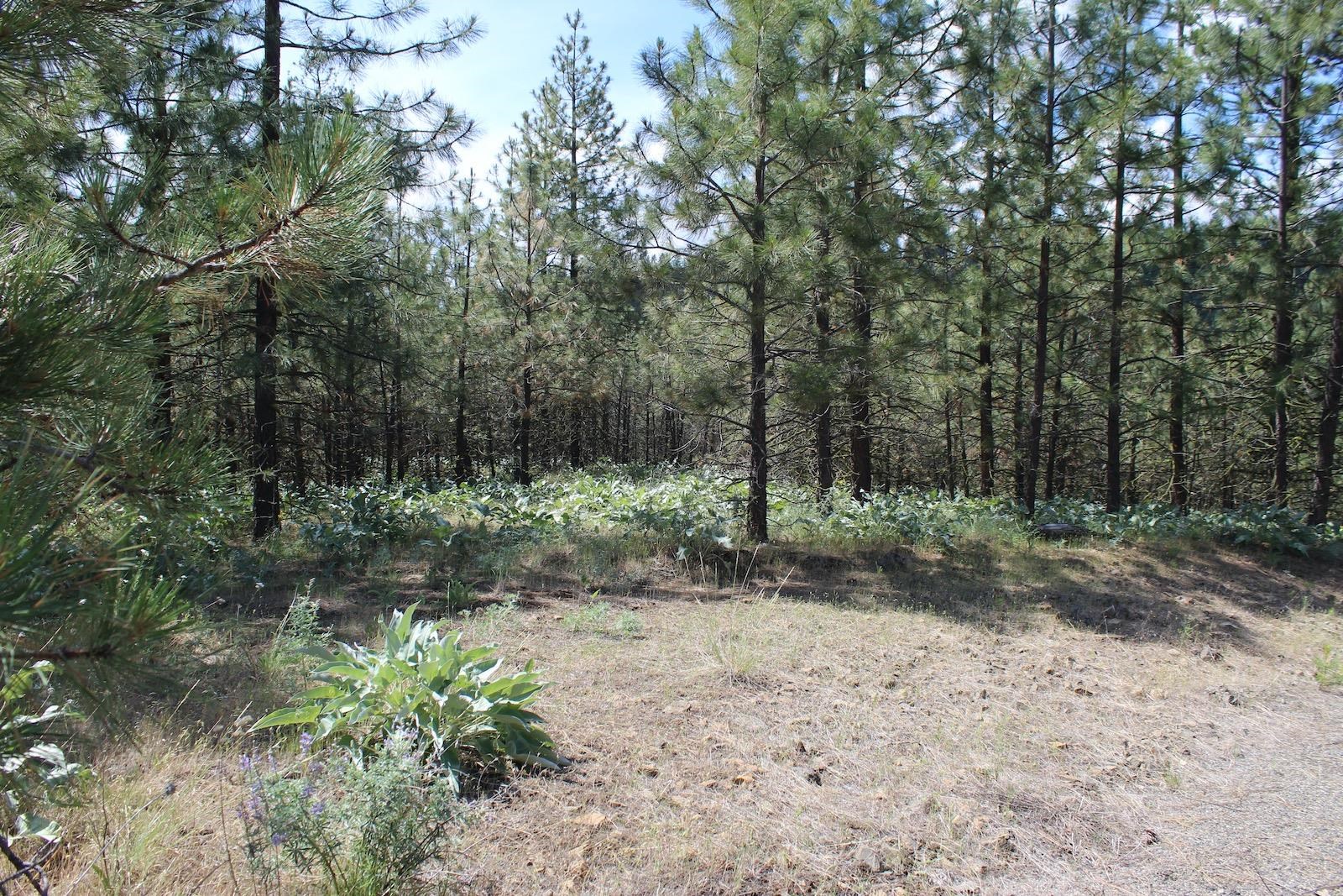 Flicker Lot 4 Sontag Ridge Dr - Photo 15