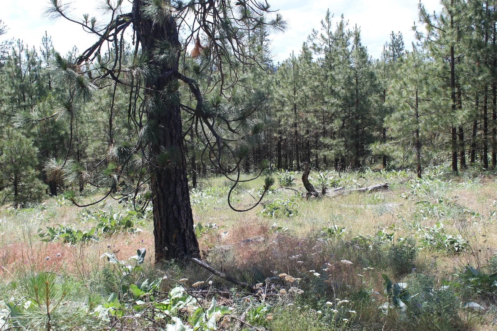 Flicker Lot 4 Sontag Ridge Dr - Photo 17