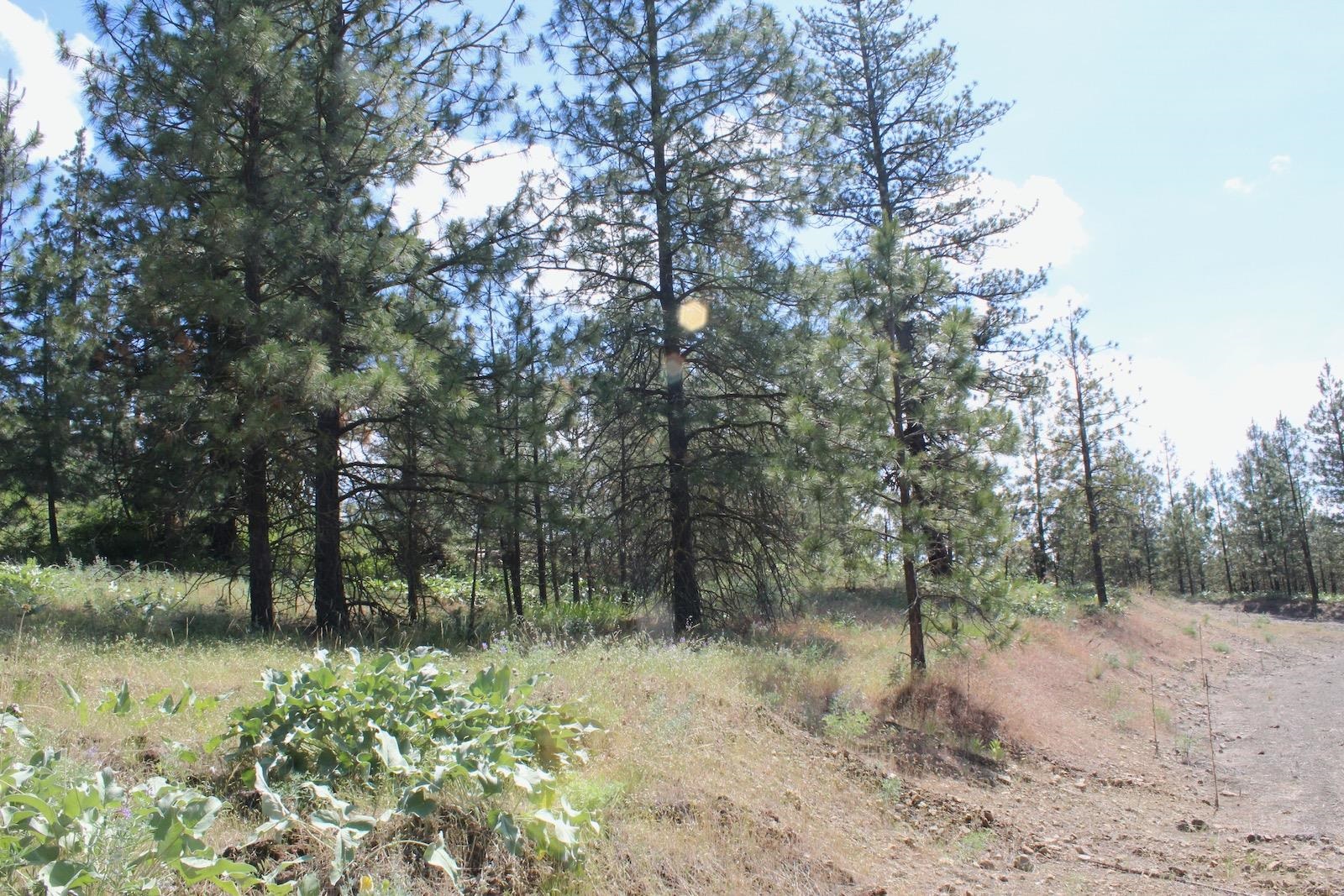 Flicker Lot 4 Sontag Ridge Dr - Photo 3