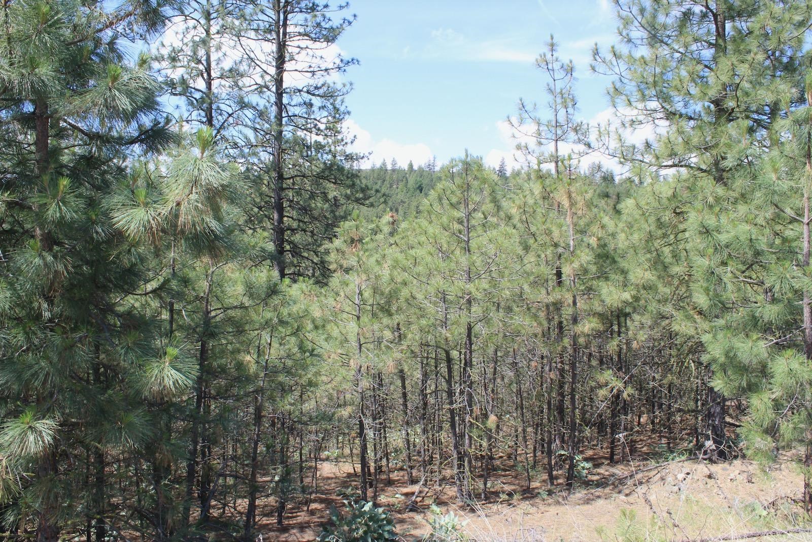 Flicker Lot 4 Sontag Ridge Dr - Photo 7