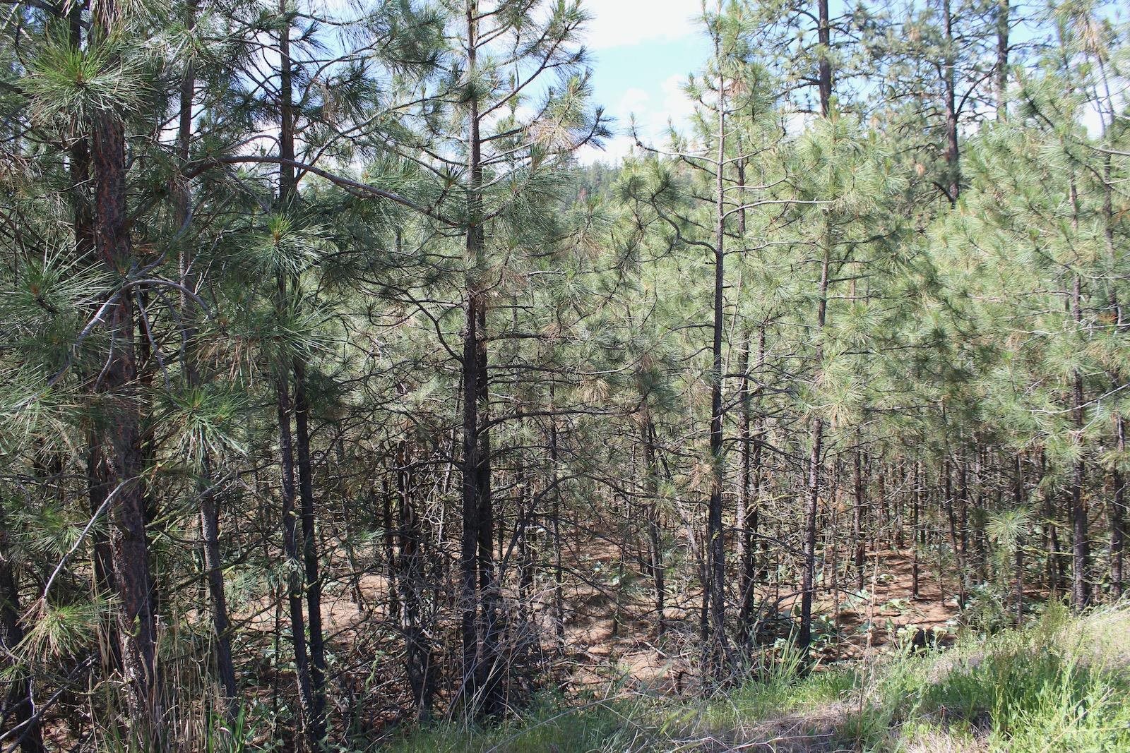 Flicker Lot 4 Sontag Ridge Dr - Photo 8