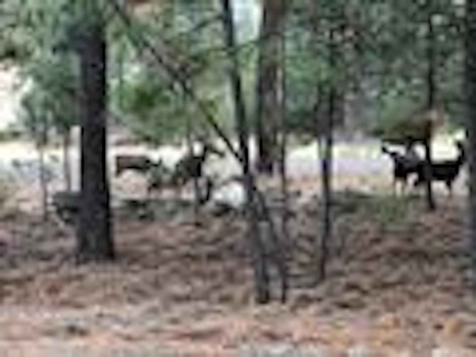 31270 Blue Grouse E Dr - Photo 23