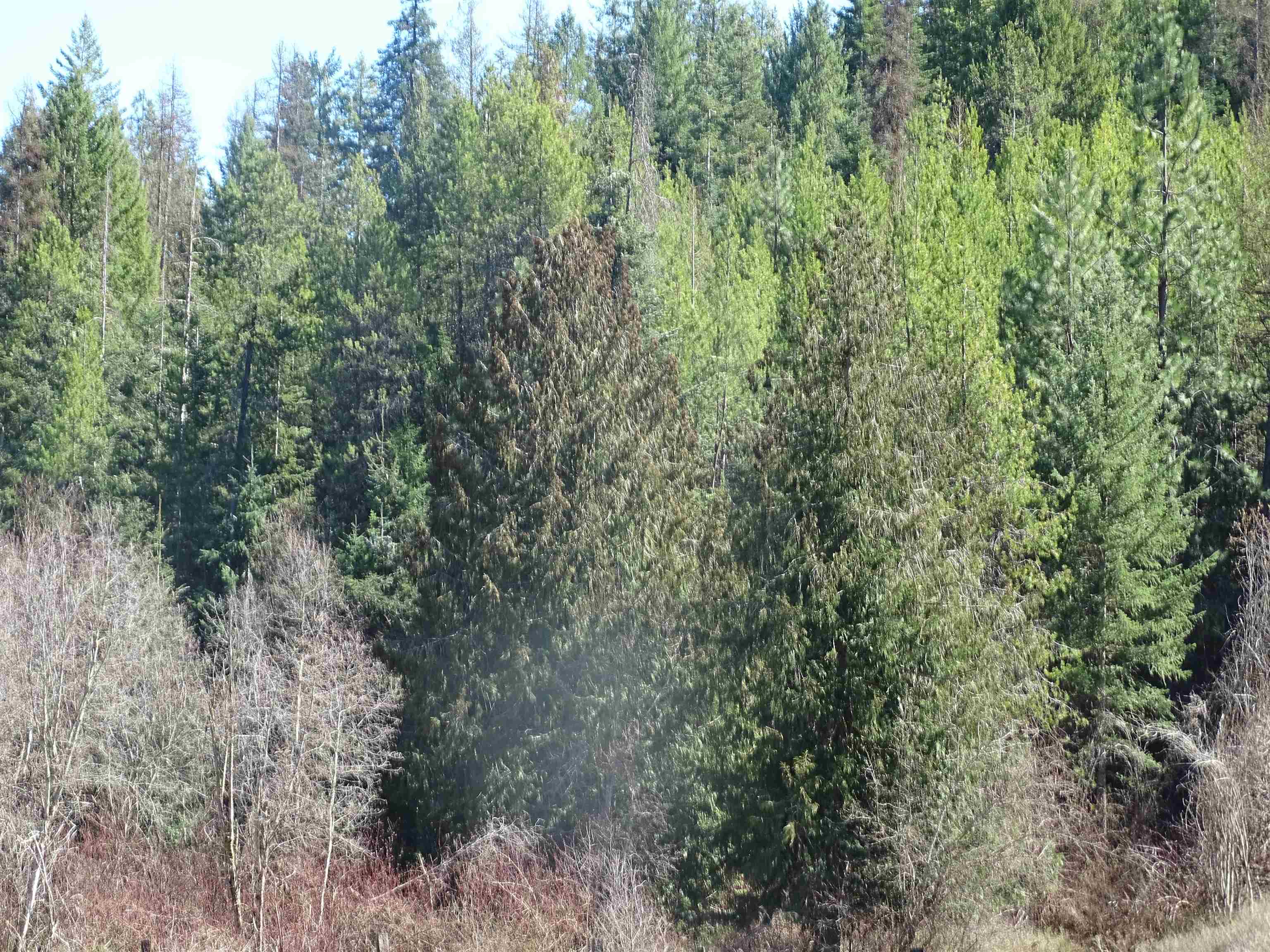17208 E Blanchard Rd - Photo 33