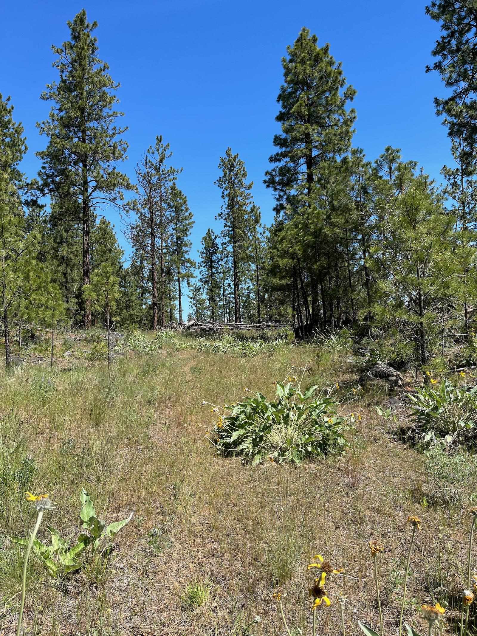 Wapiti 3 Bob White Ln - Photo 12