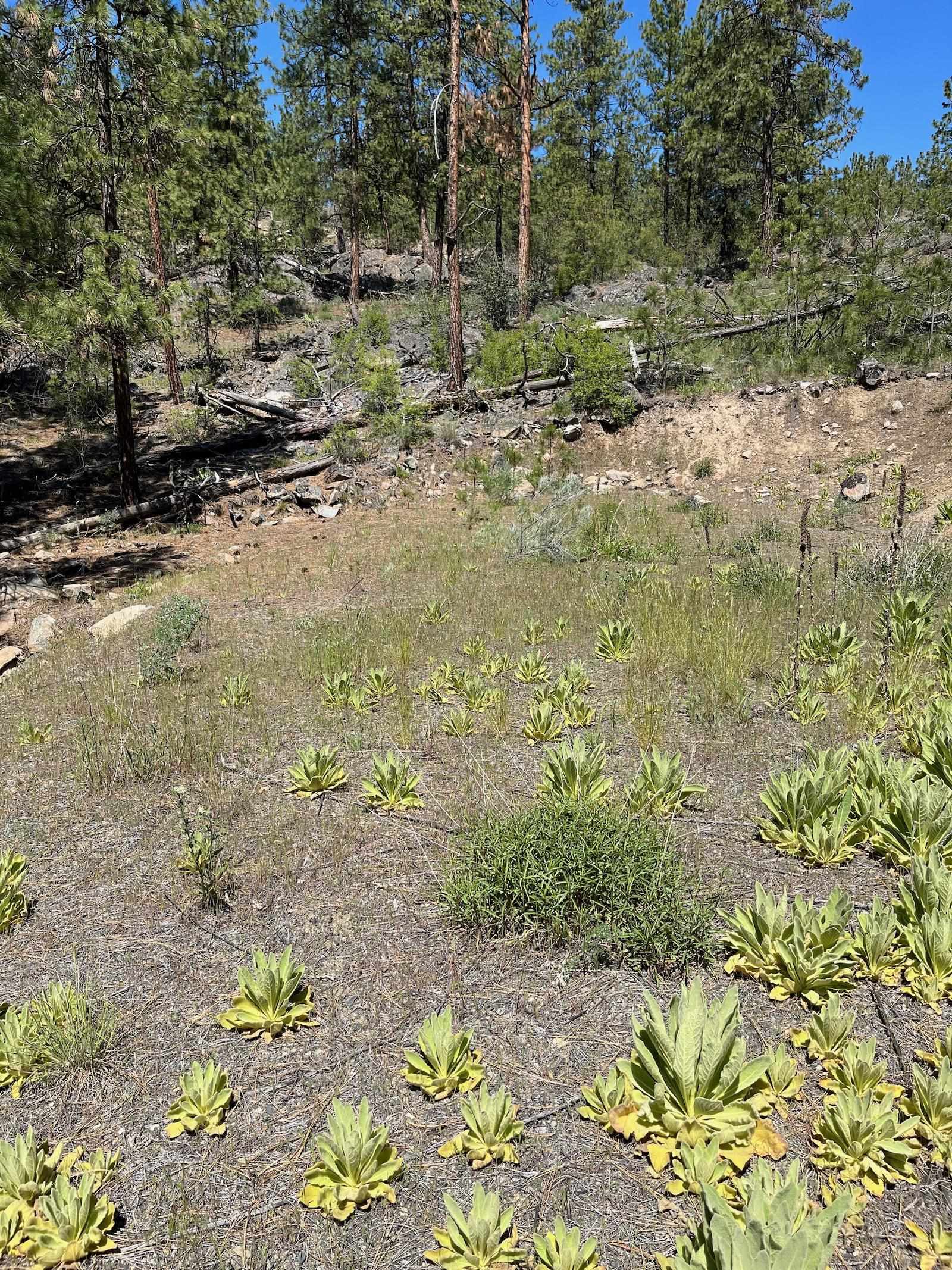 Wapiti 3 Bob White Ln - Photo 15