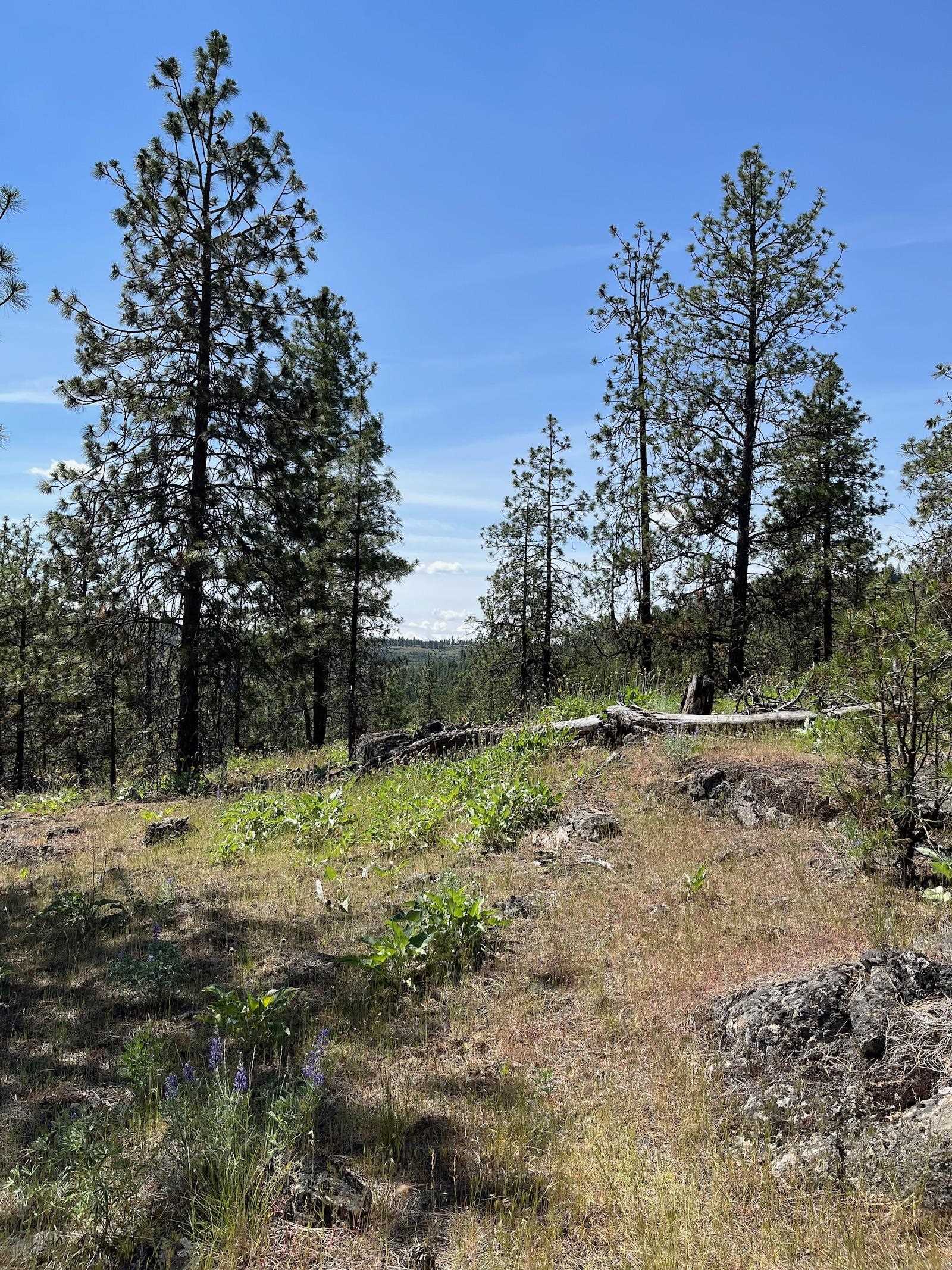 Wapiti 3 Bob White Ln - Photo 3