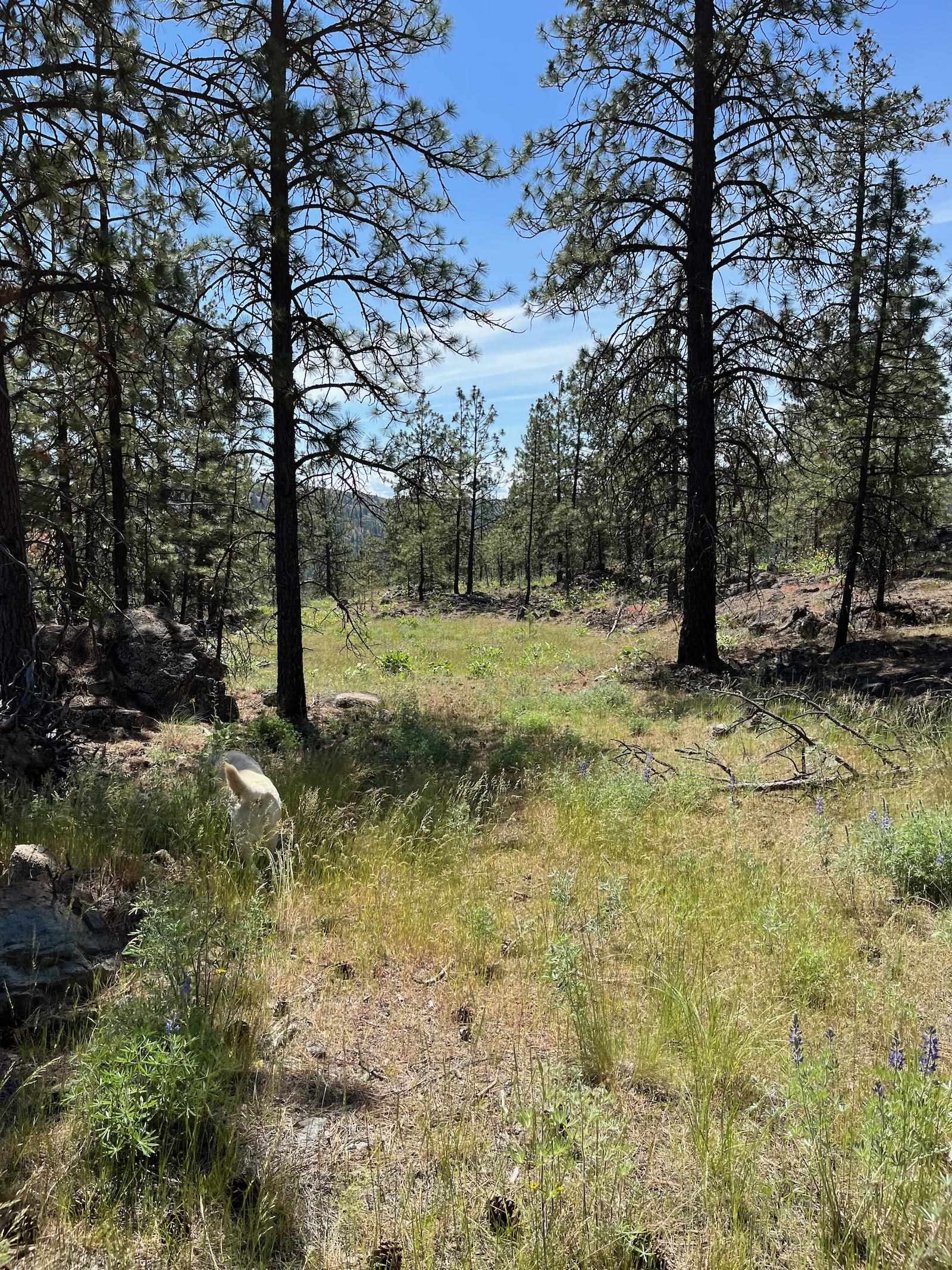 Wapiti 3 Bob White Ln - Photo 7