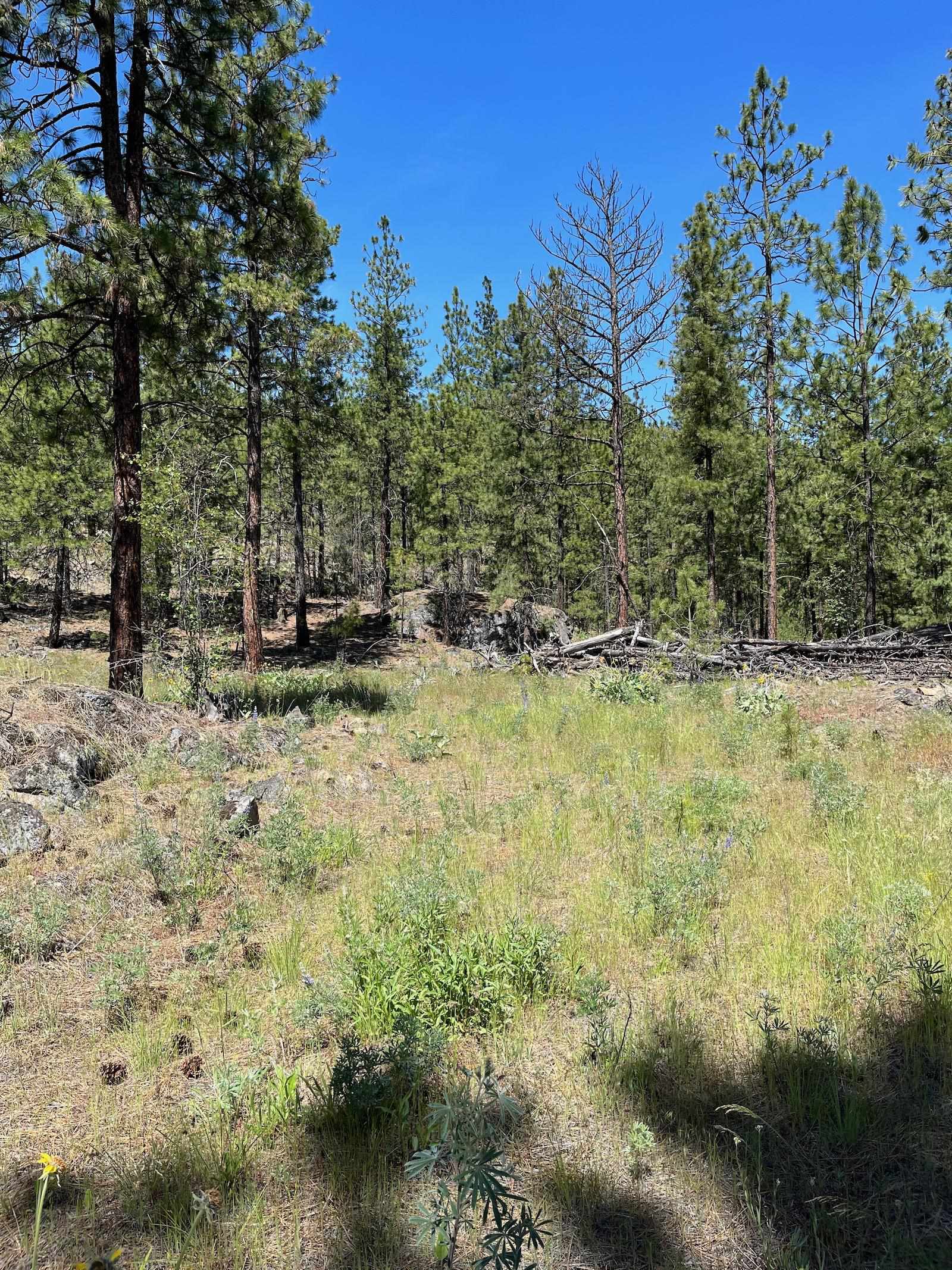 Wapiti 3 Bob White Ln - Photo 8
