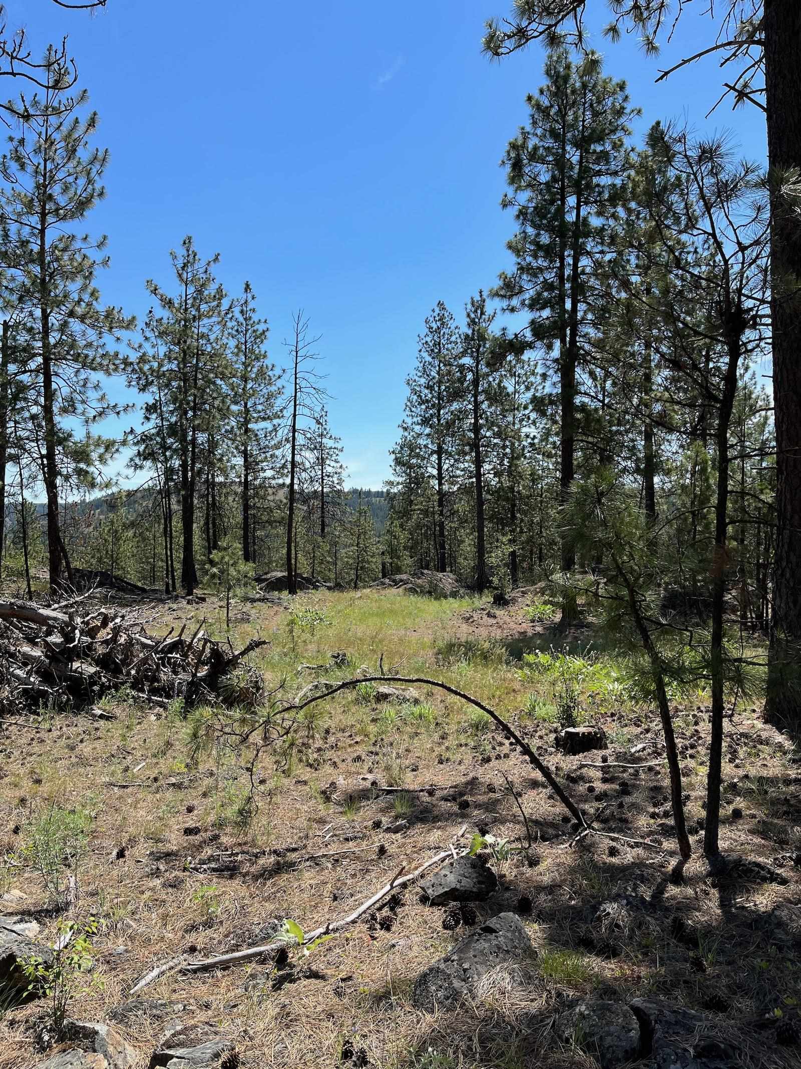 Wapiti 3 Bob White Ln - Photo 9