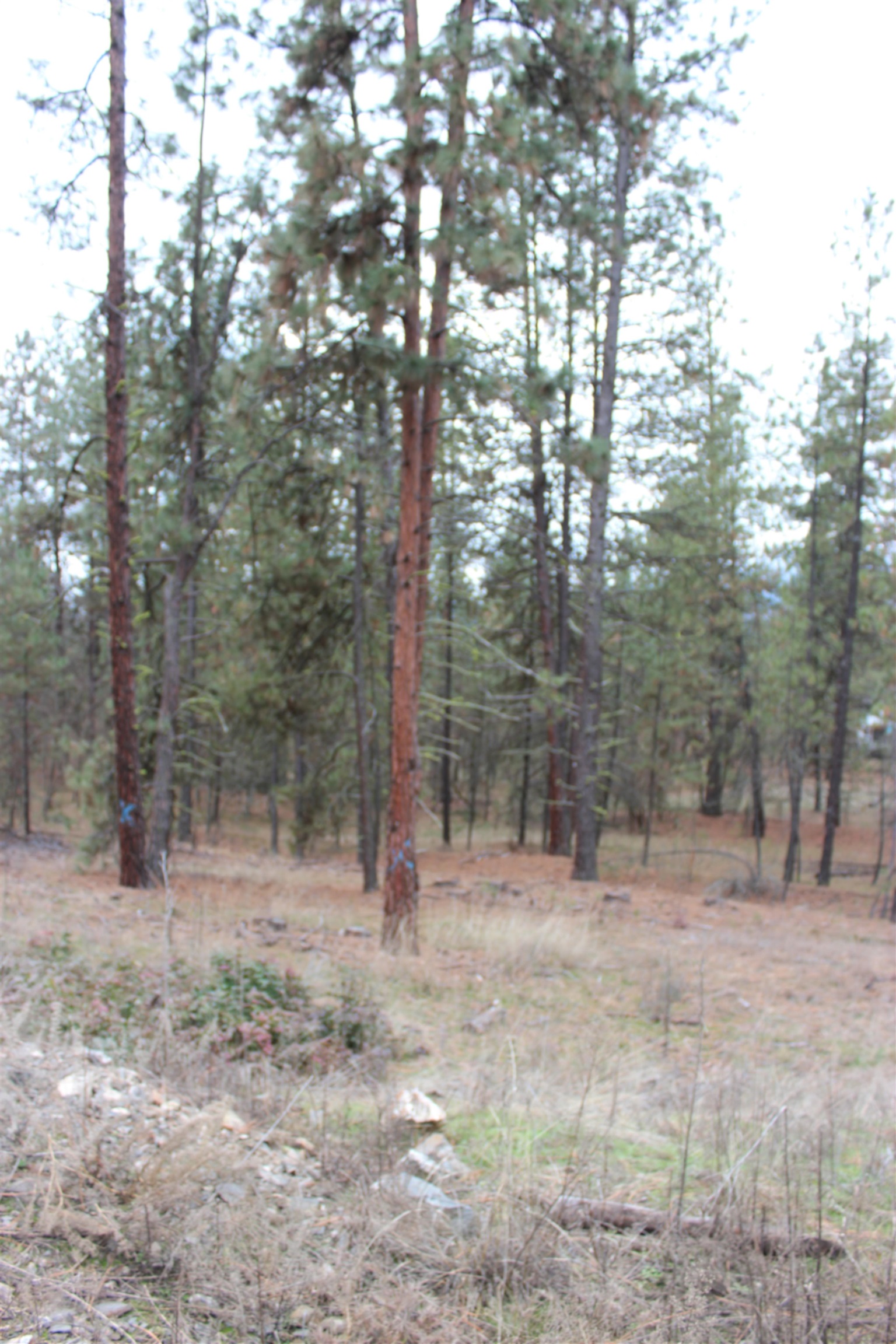 1477L College Ln - Photo 2