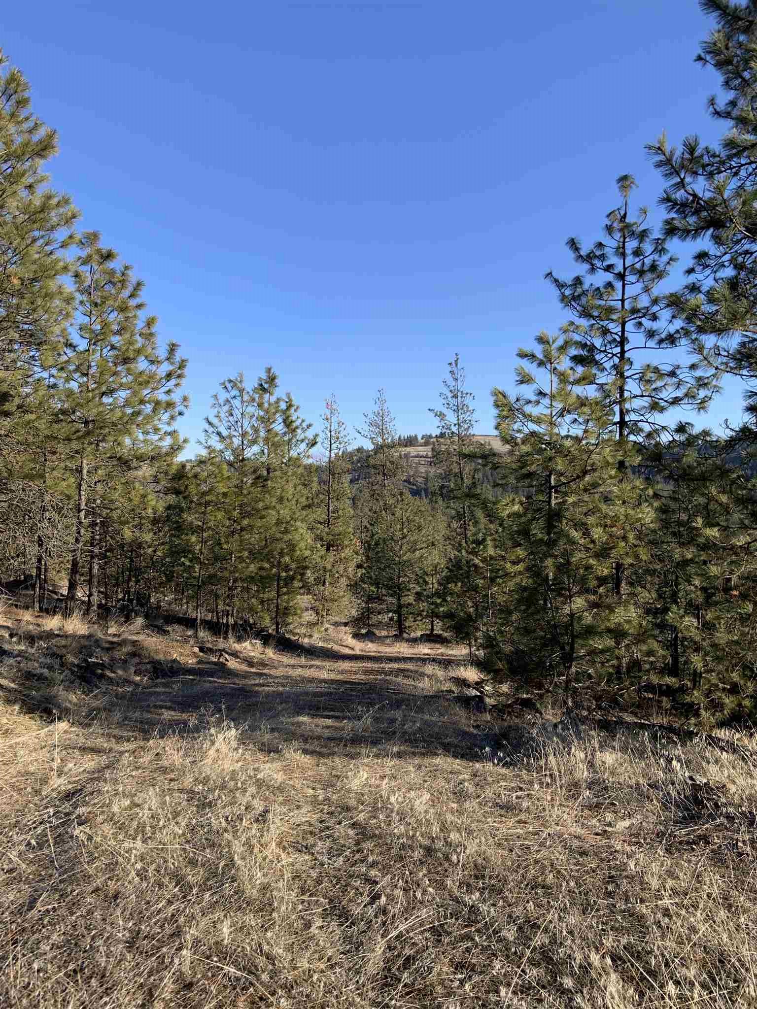 Lot 1 Blue Jay Bob White Ln - Photo 4