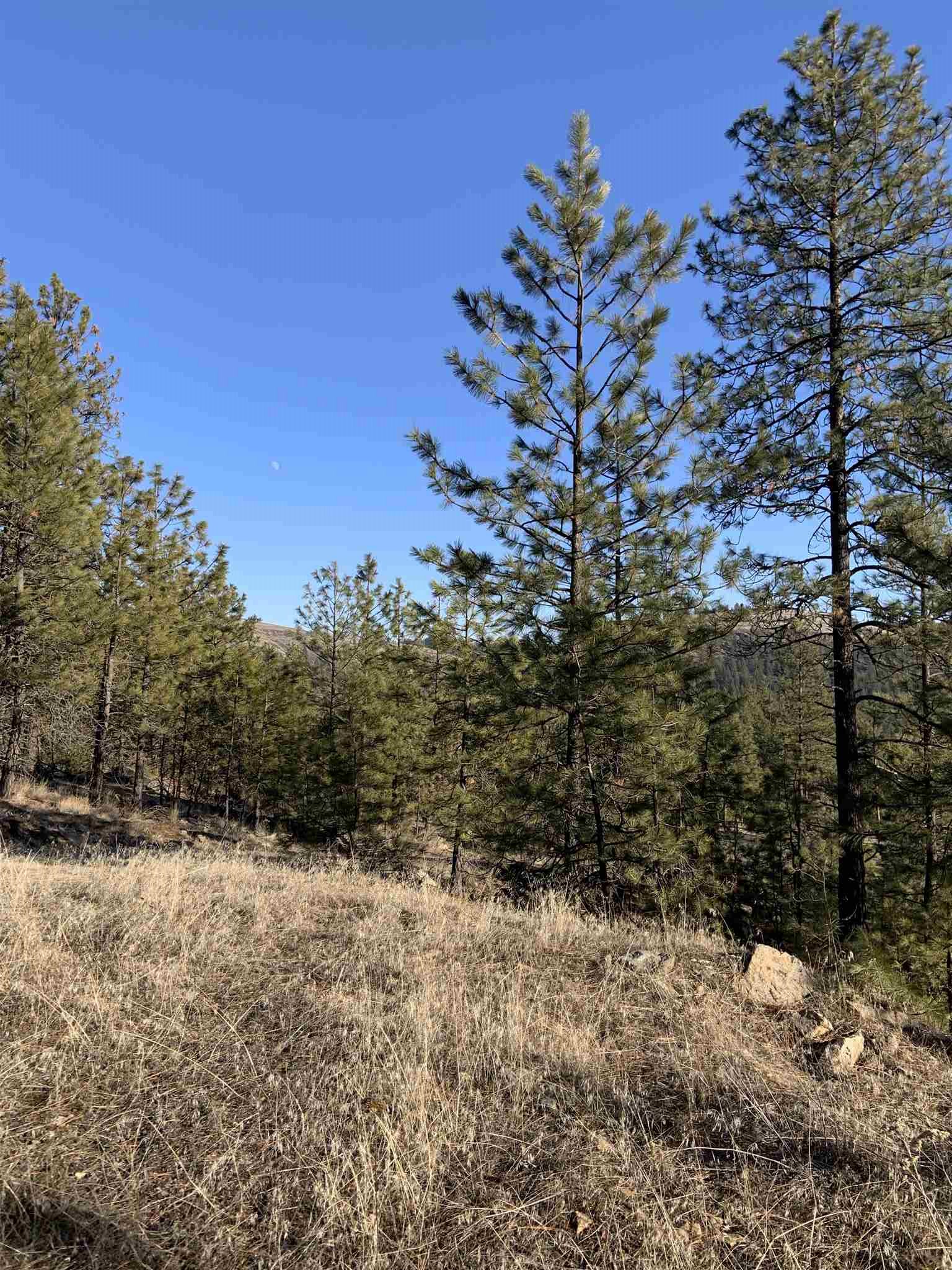 Lot 1 Blue Jay Bob White Ln - Photo 6
