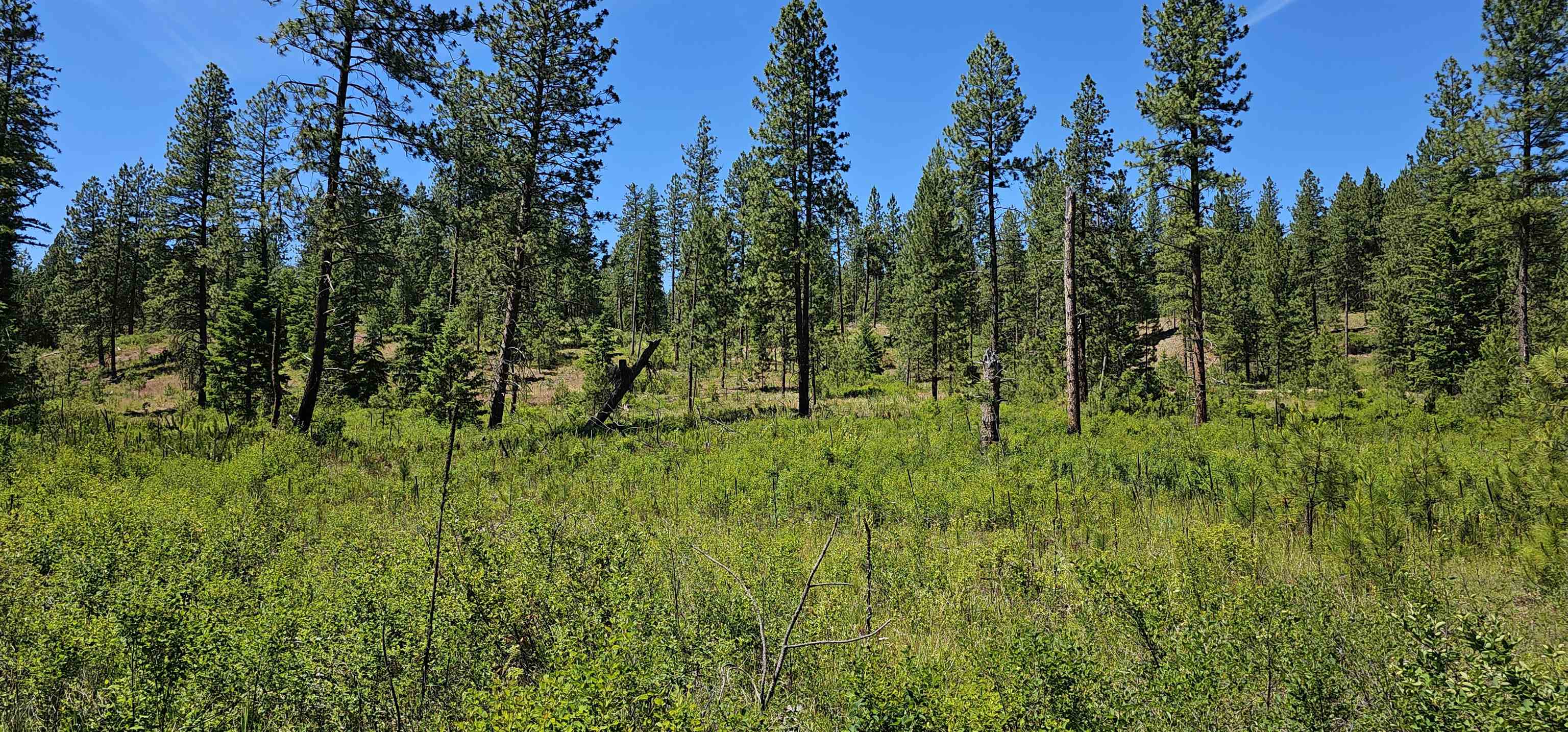 20X Lynx Rd - Photo 1