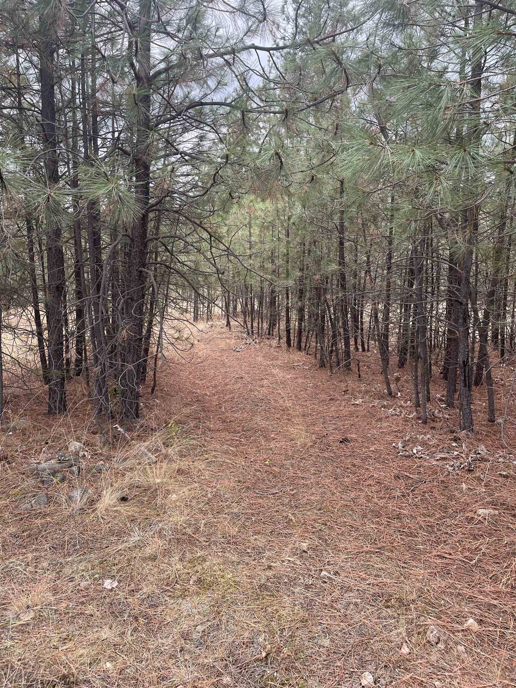 NKA Rocky Top Way - Photo 4