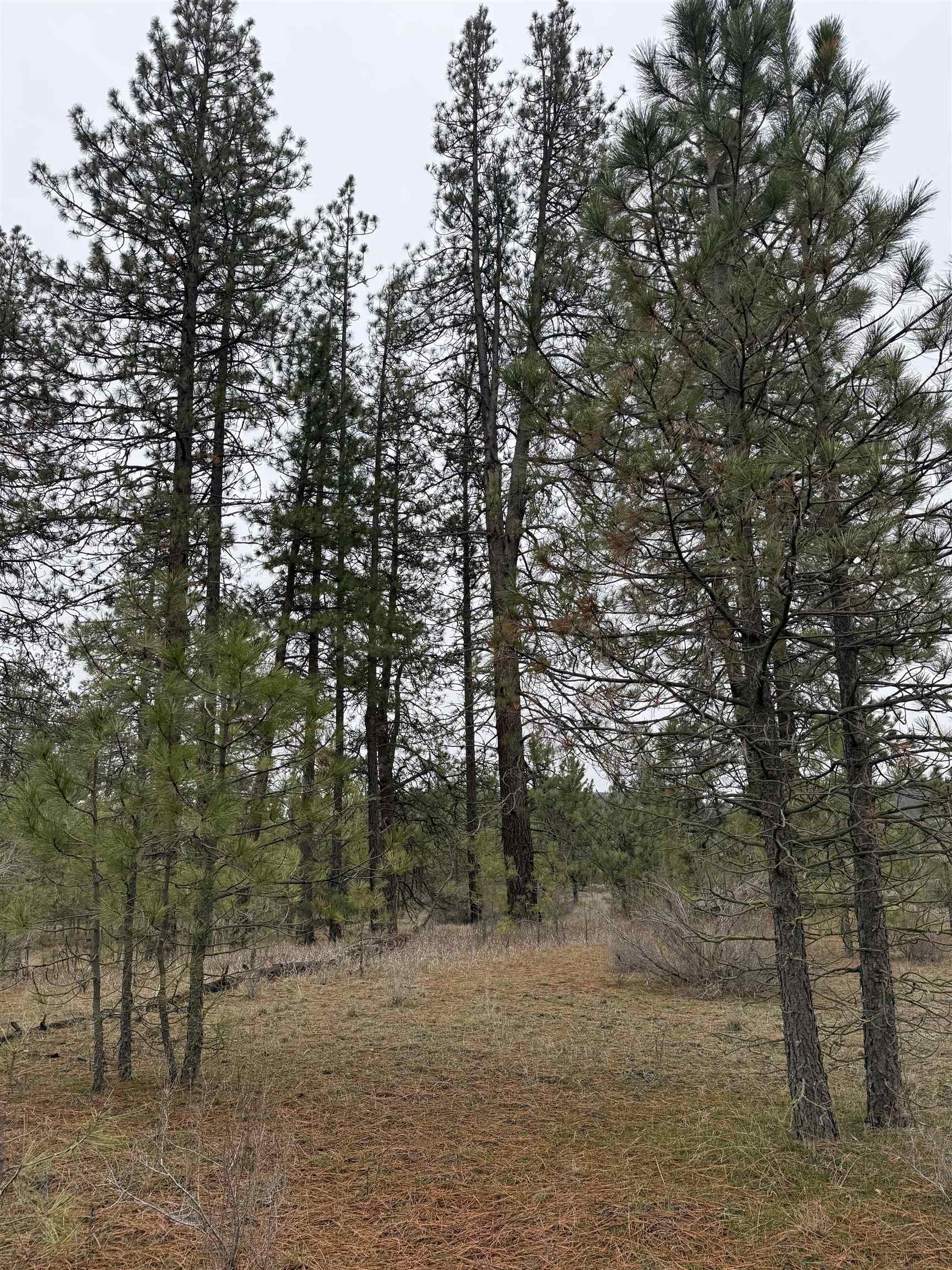 0 N Cayuse Cove Rd - Photo 11