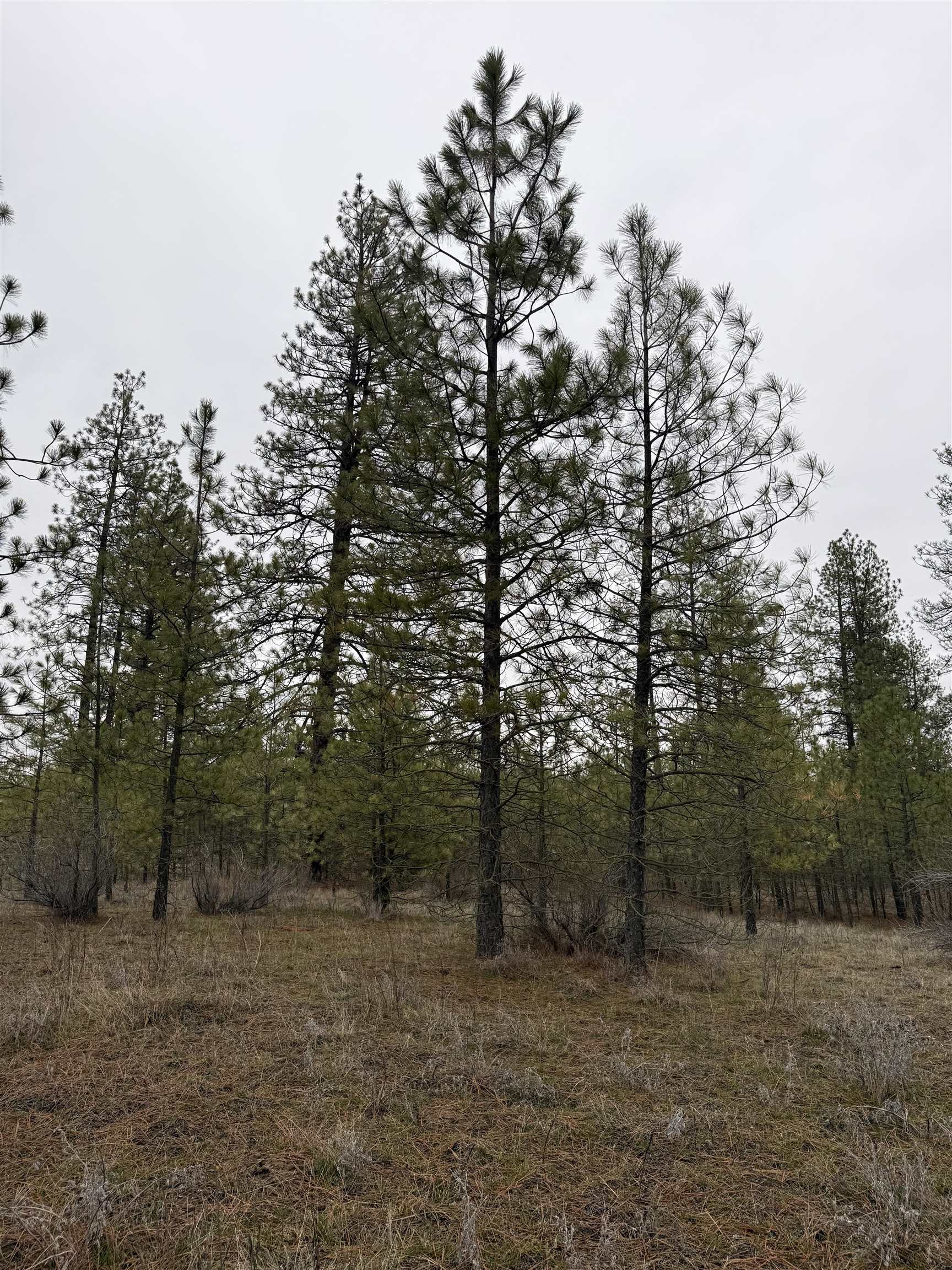 0 N Cayuse Cove Rd - Photo 12