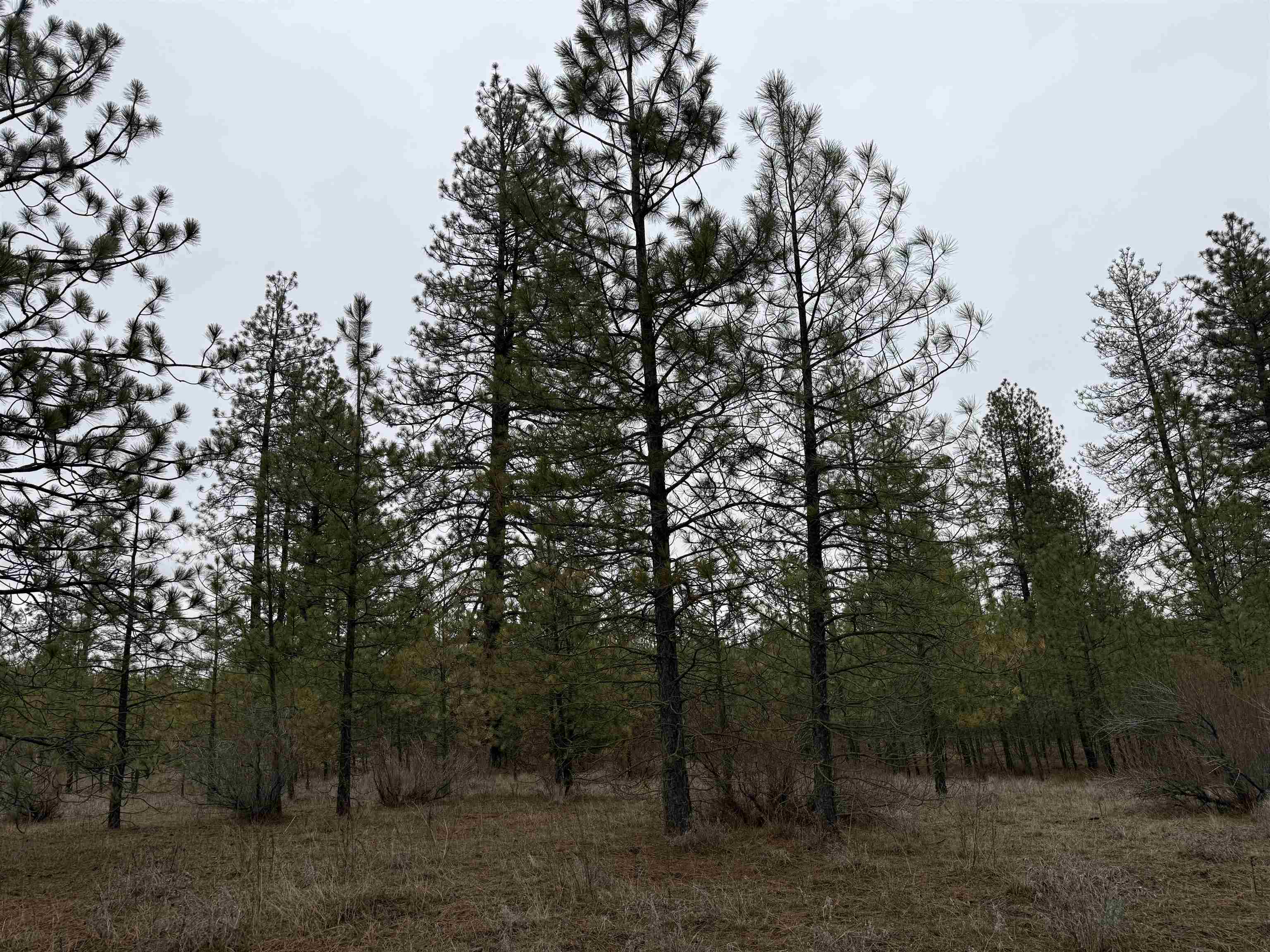 0 N Cayuse Cove Rd - Photo 14